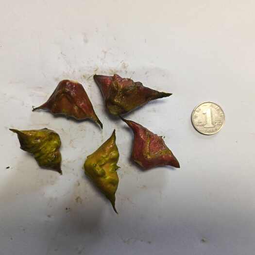 新沂市苏北生态菱角