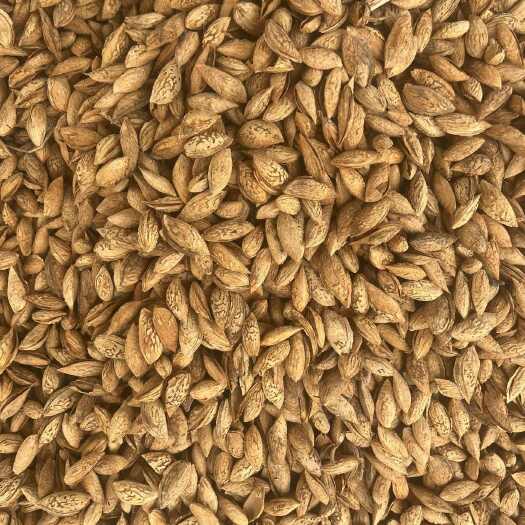 莎车县新疆特产纸皮巴达木