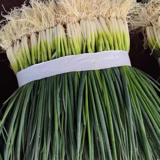 灵川县白葱菌