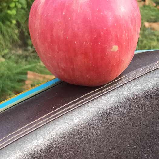 产地直销一手货源,精品寒富苹果。物美价廉。