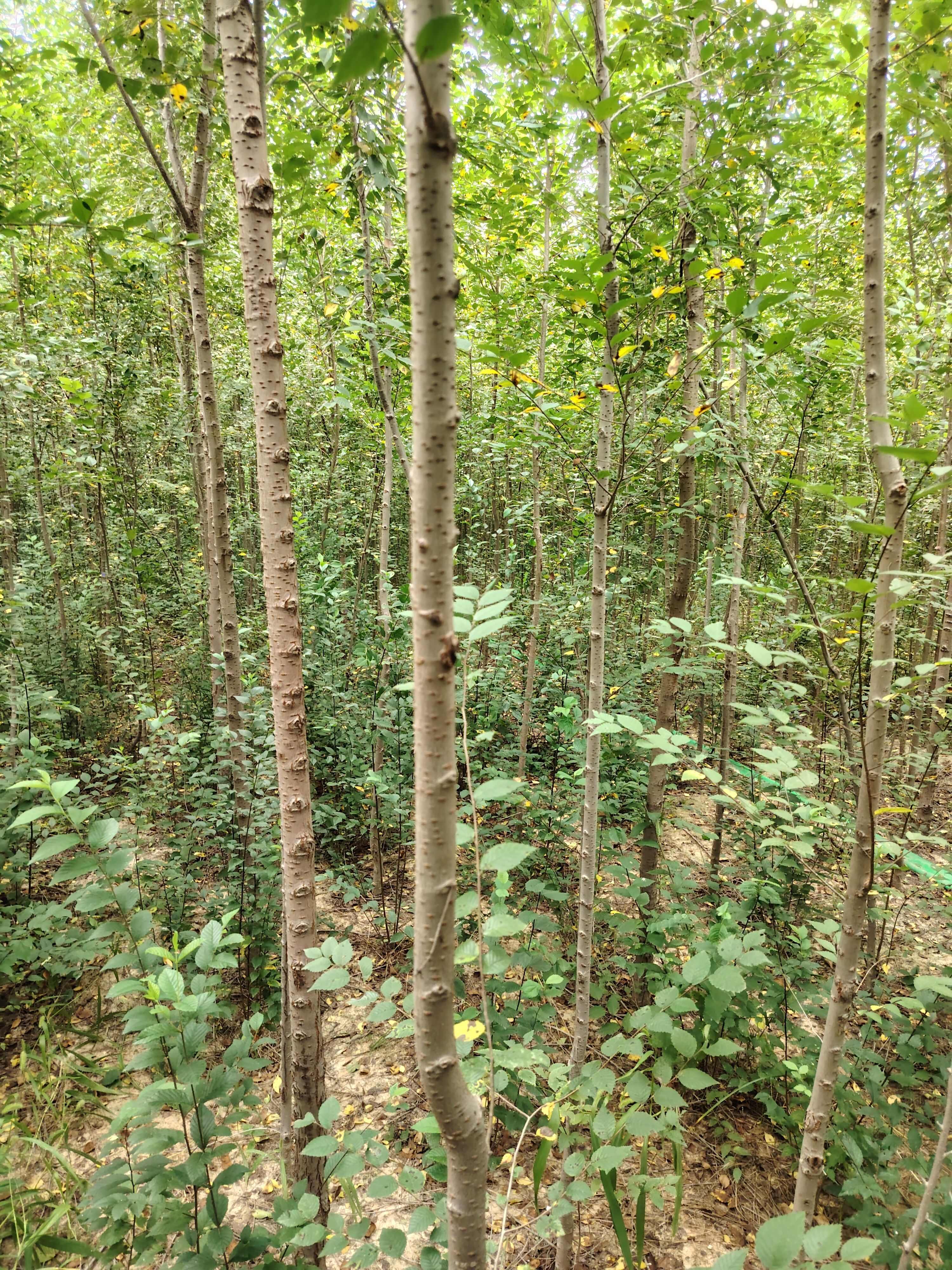 定植榆树（白榆）2一3公分
