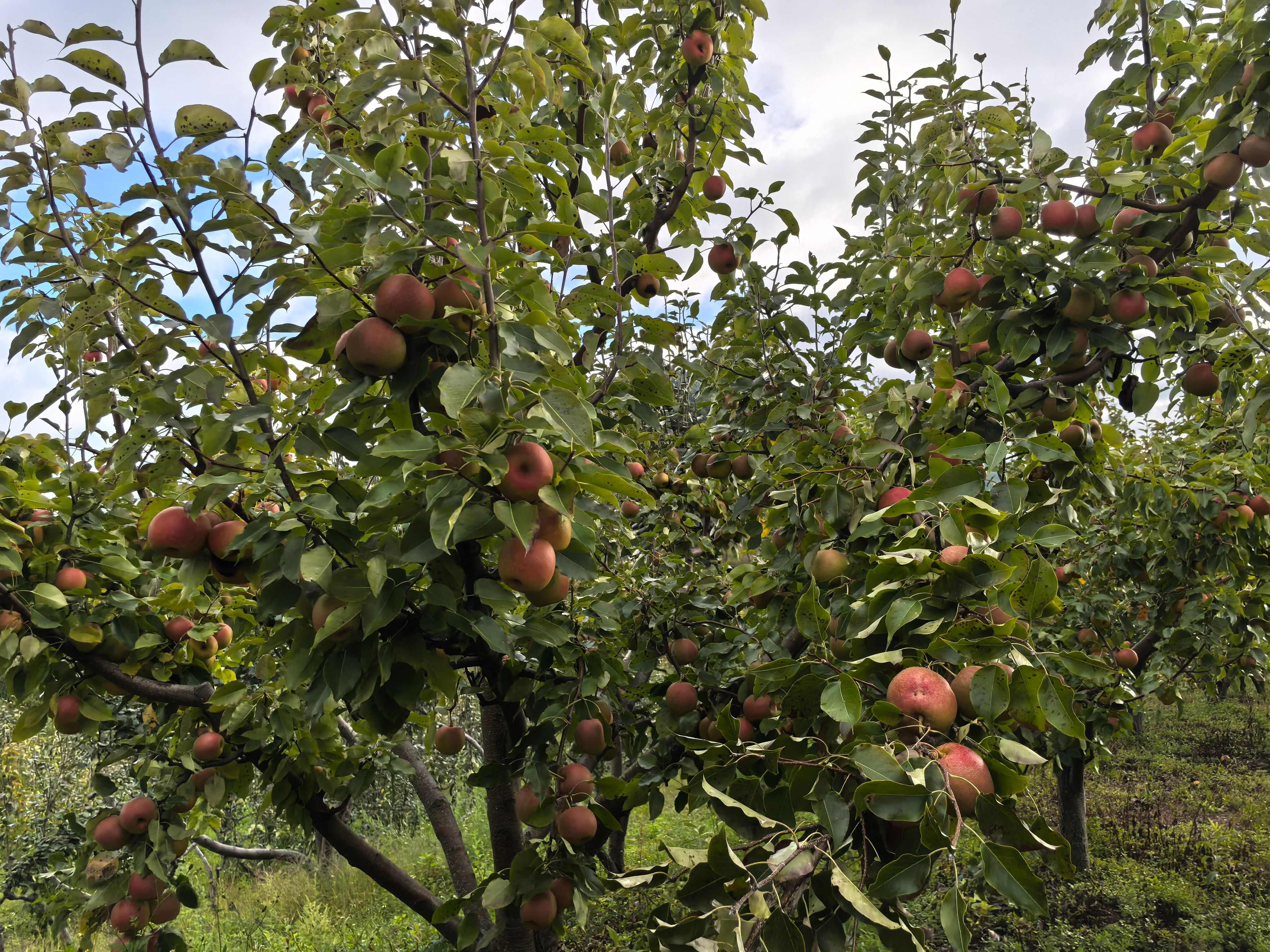 大理冬雪梨  有需要的请联系我  好货通货要多少都有