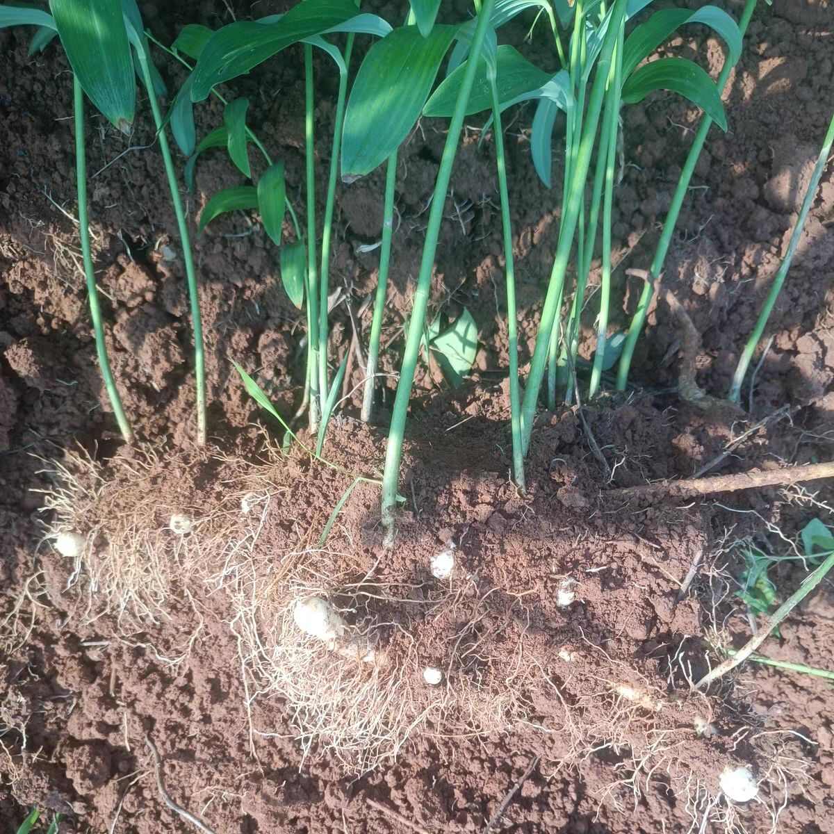 连州鲜玉竹现挖产地直批包邮