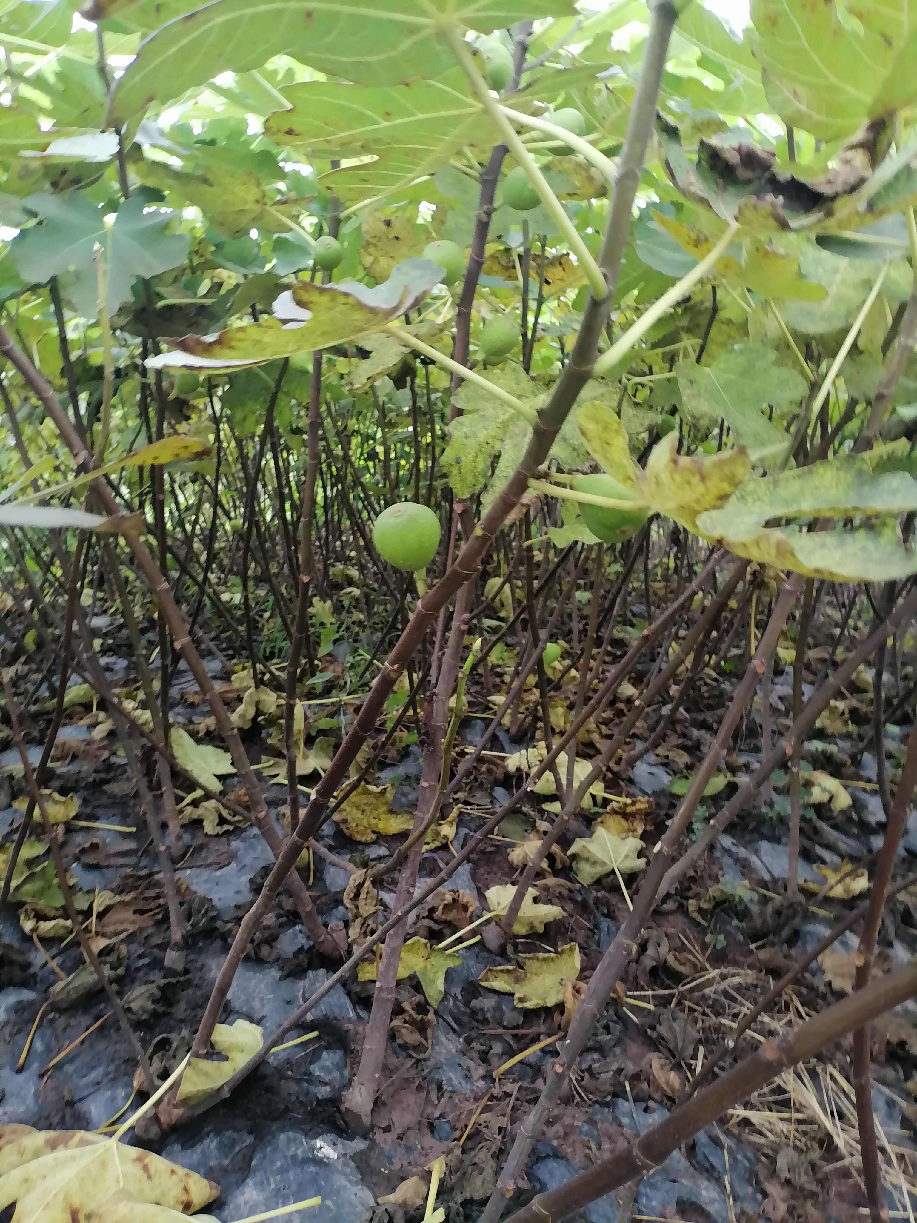 无花果树苗波姬红无花果树苗种下即可结树苗粗壮现挖现发南北可种