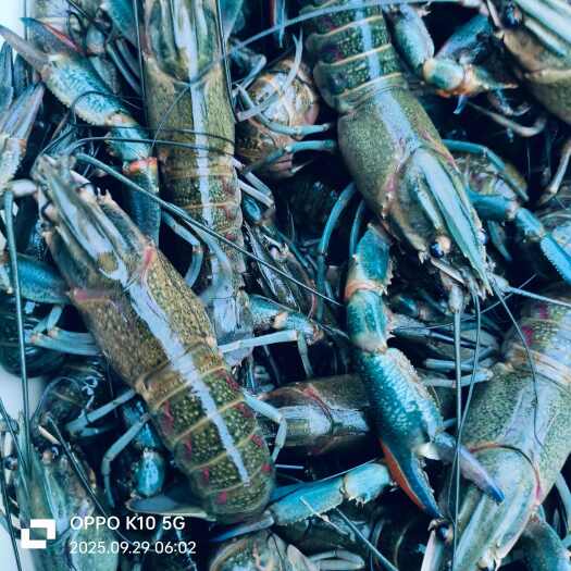 沭阳县澳洲淡水蓝龙虾