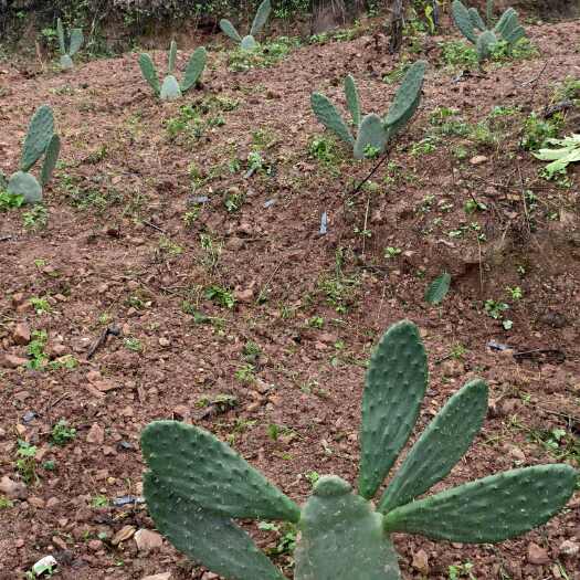永仁县红果种片
