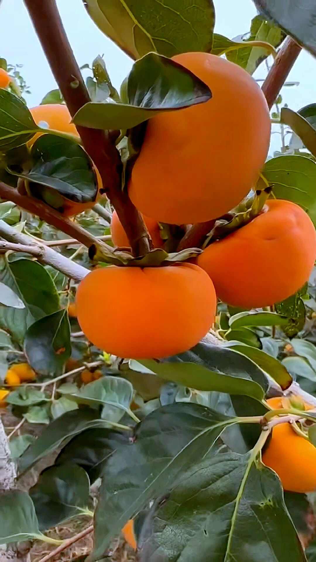 阳丰甜柿子