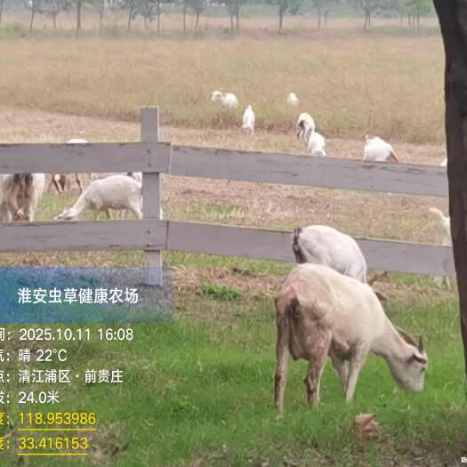 淮安山羊急售