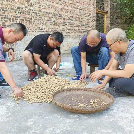 石柱河嘴‘扯根’花生——不施化肥，只靠雨水和老把式的‘土法子’