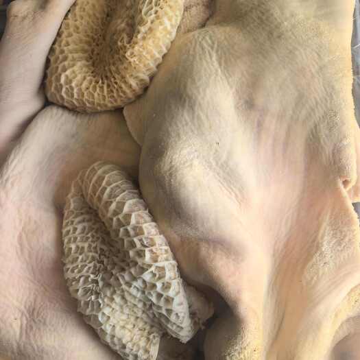 锡林浩特飞水牛净肚 本地牛肚 净肚带金钱肚 有长期稳定供应能力