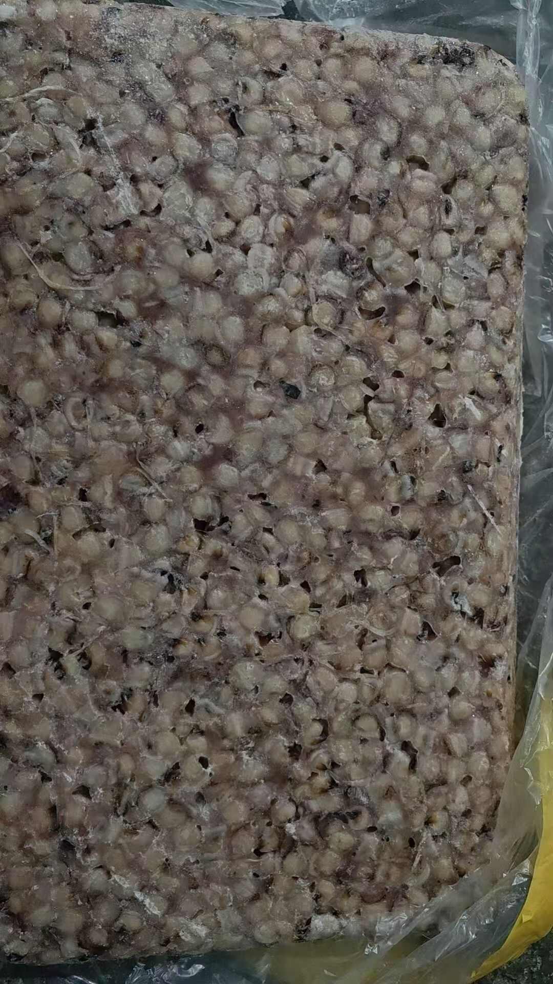 鱿鱼嘴