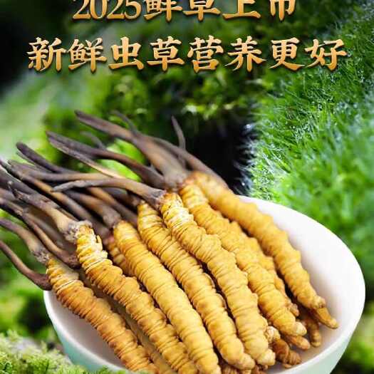 比如县2025头期冬虫夏草 新鲜冬虫夏草批发