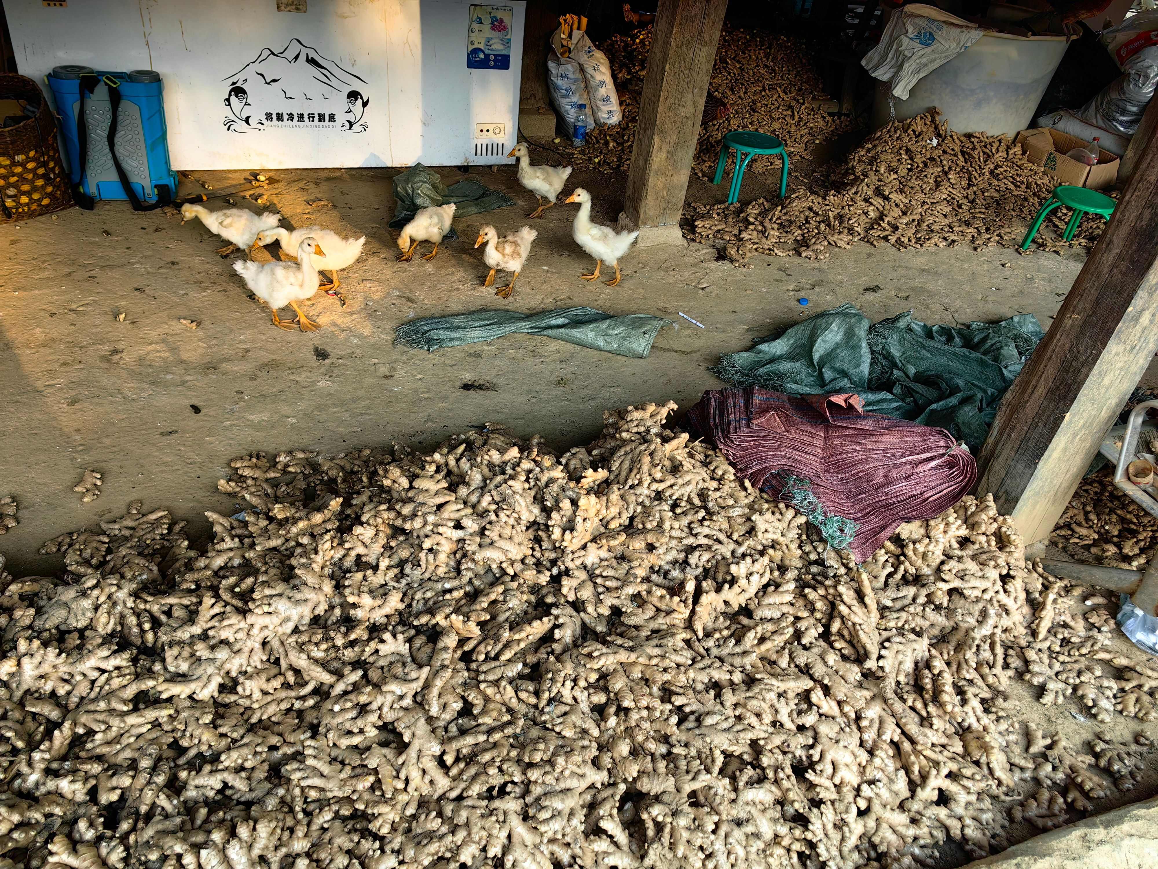 云南小黄姜带土发货 景洪产地直供