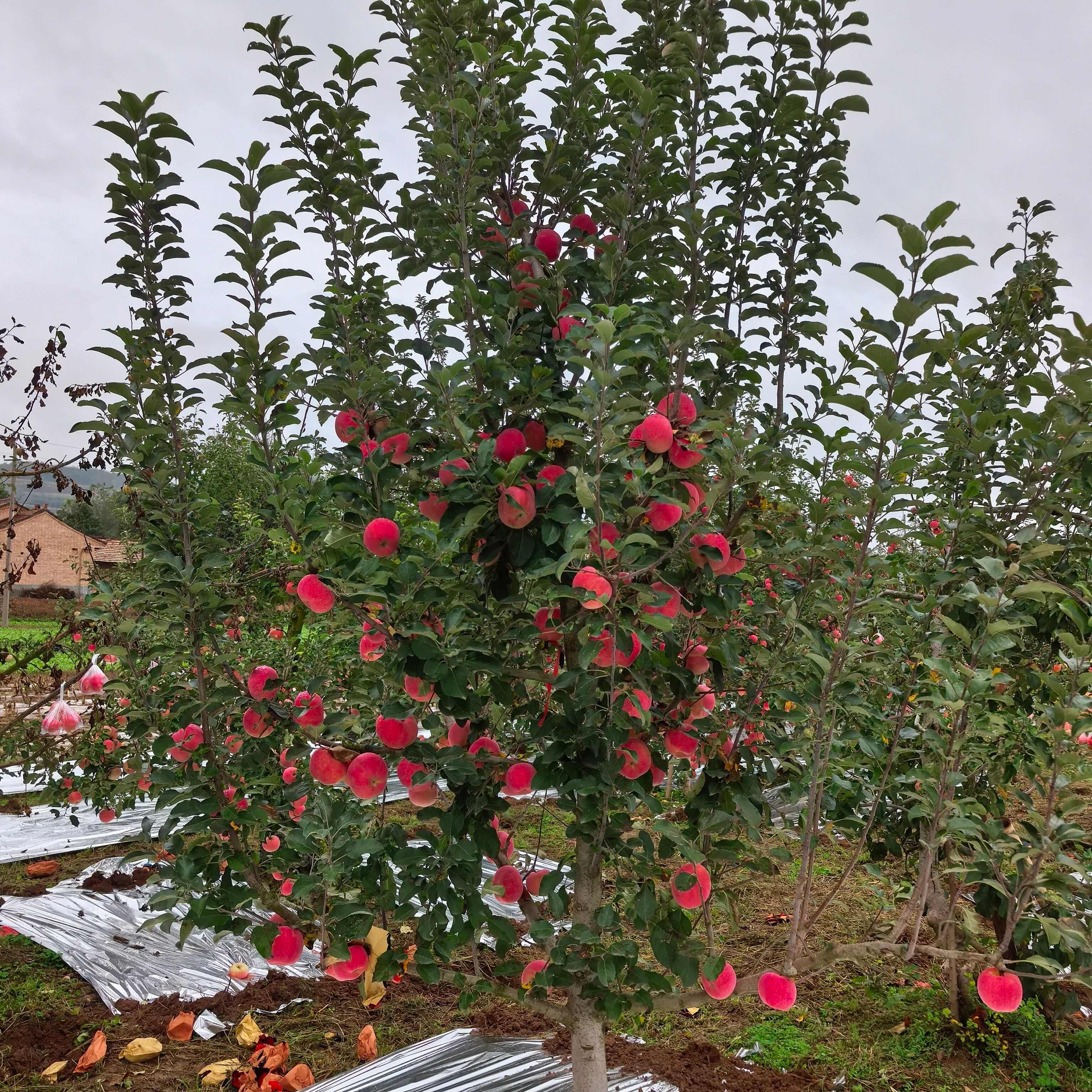 甘肃庆阳宁县红富士苹果