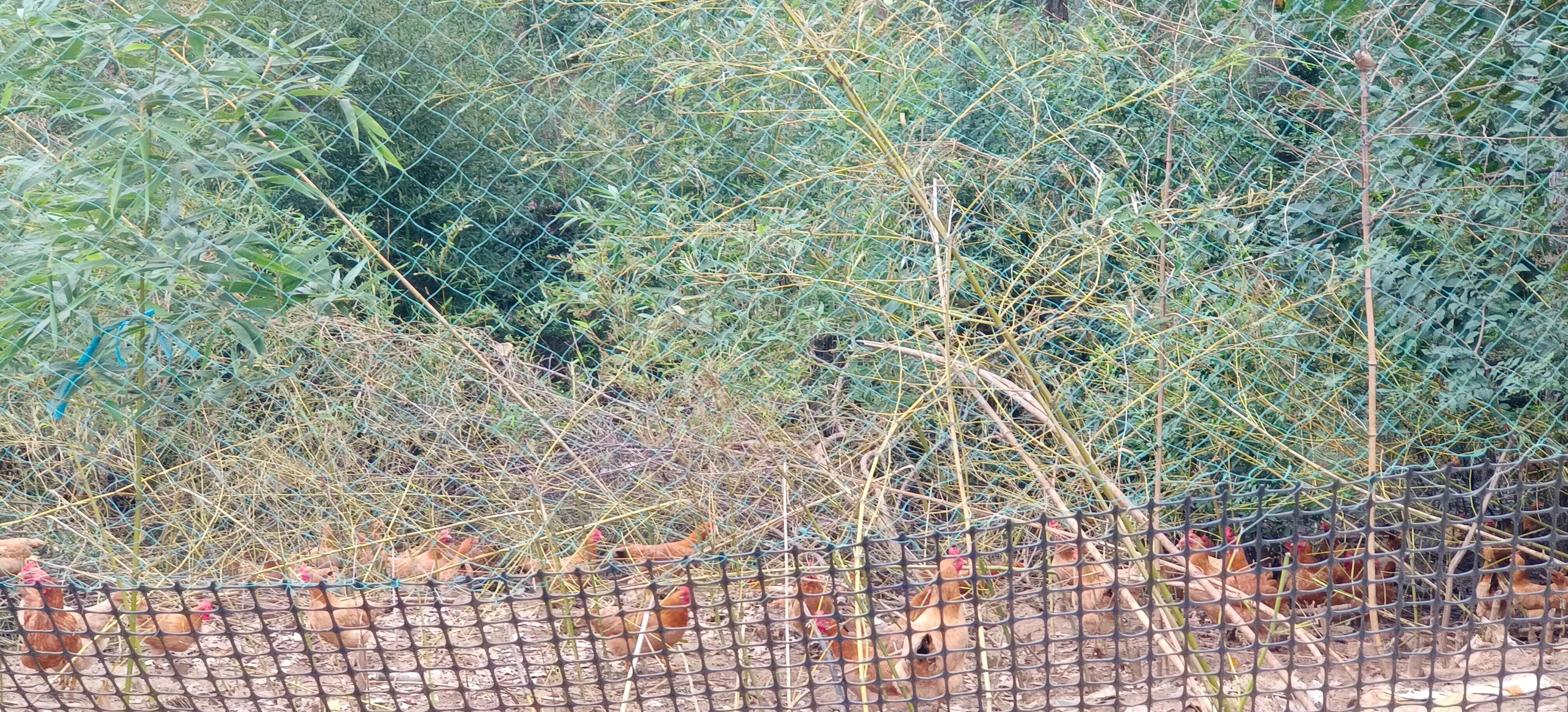 混装(绿壳、粉壳）土鸡蛋