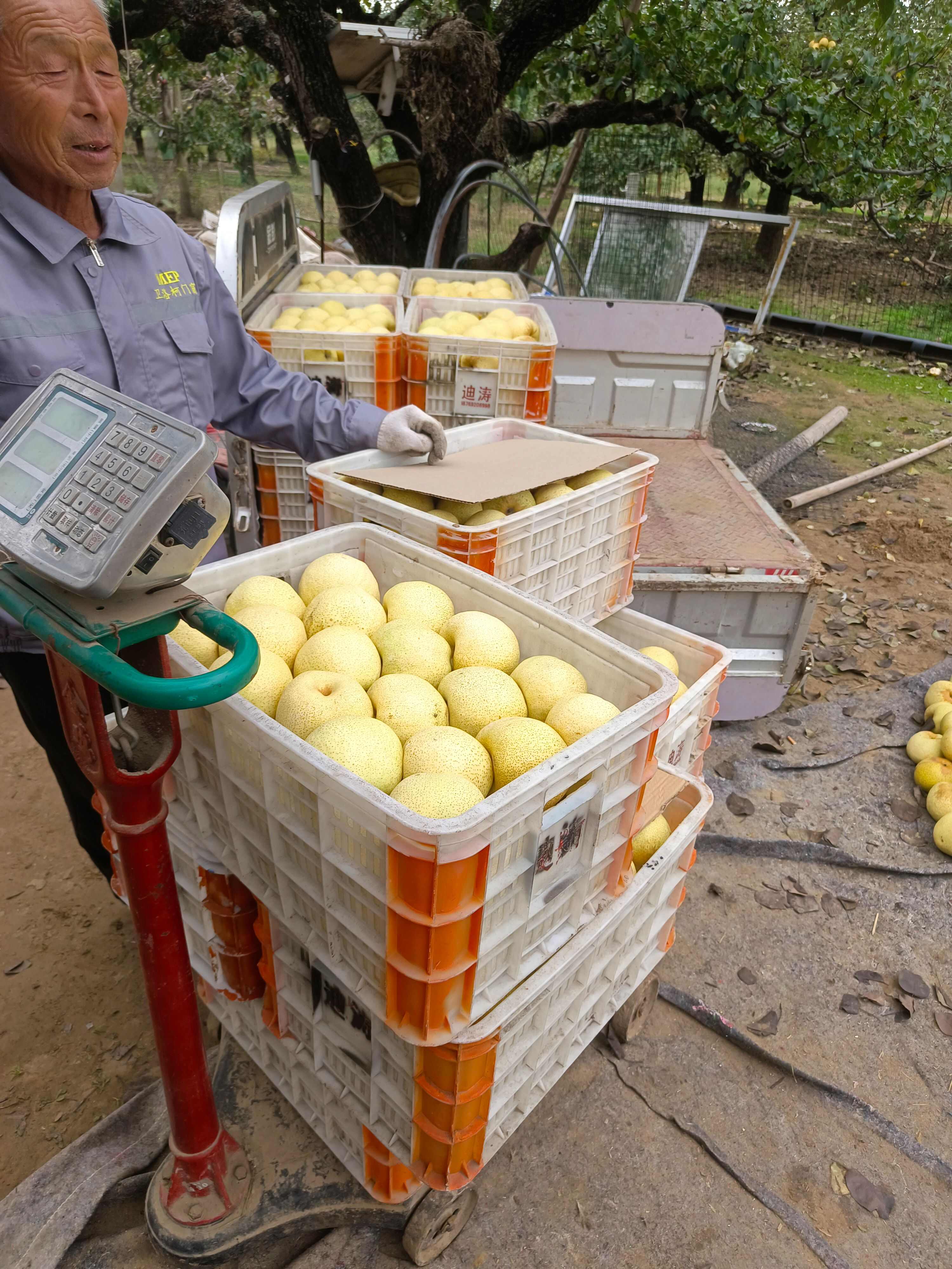 砀山县精品酥梨大量供应，保证质量，代发全国，要的老板联系