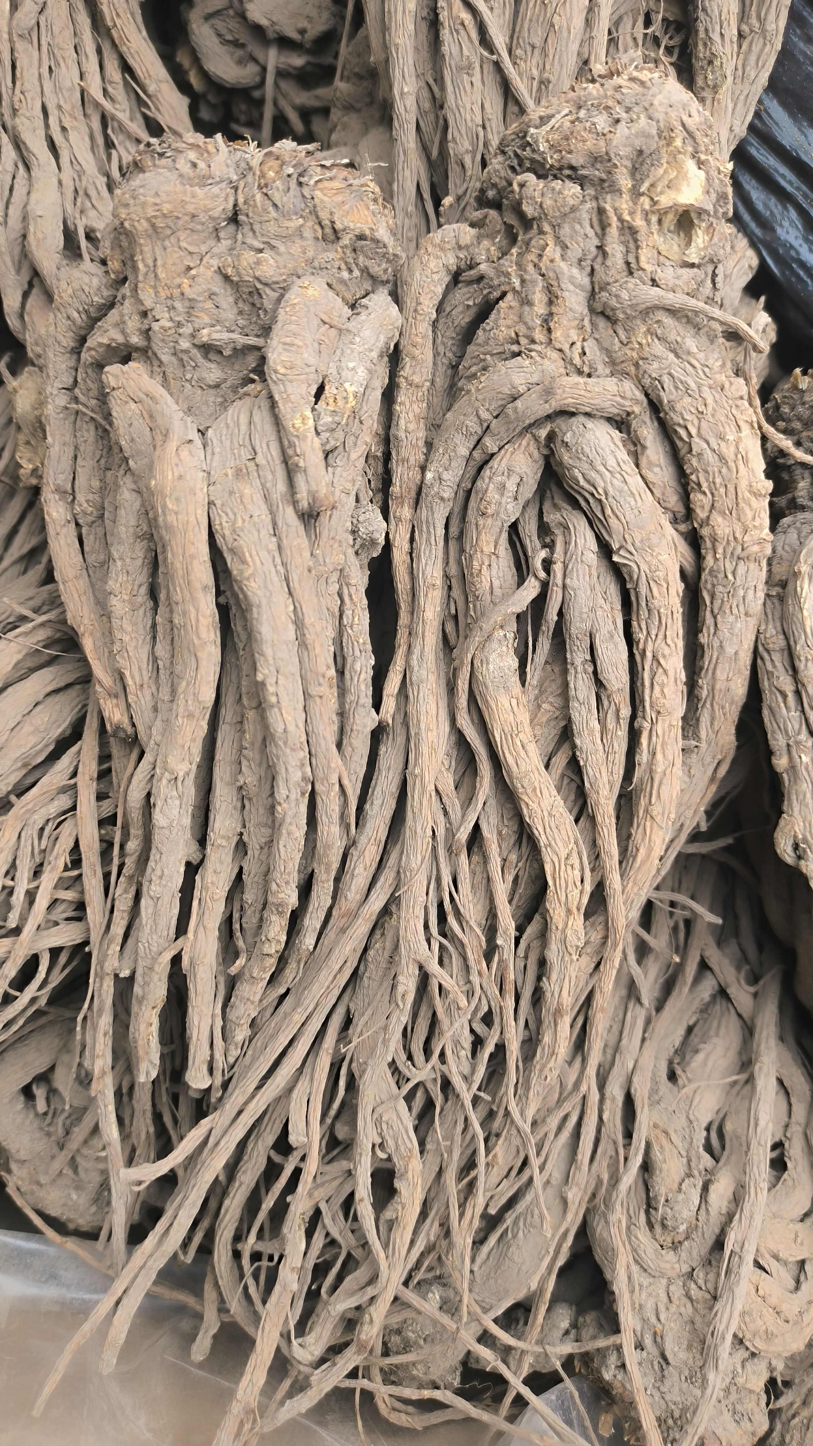 当归 当归个 批发各种规格中药材 质量保证量大从优