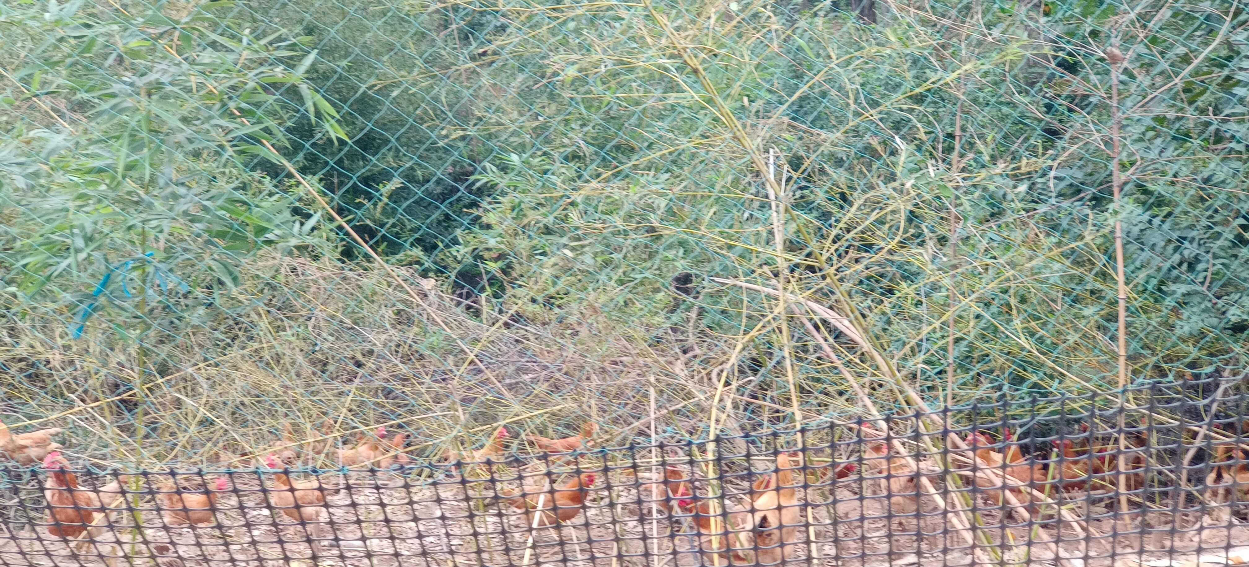 混装(绿壳、粉壳）土鸡蛋