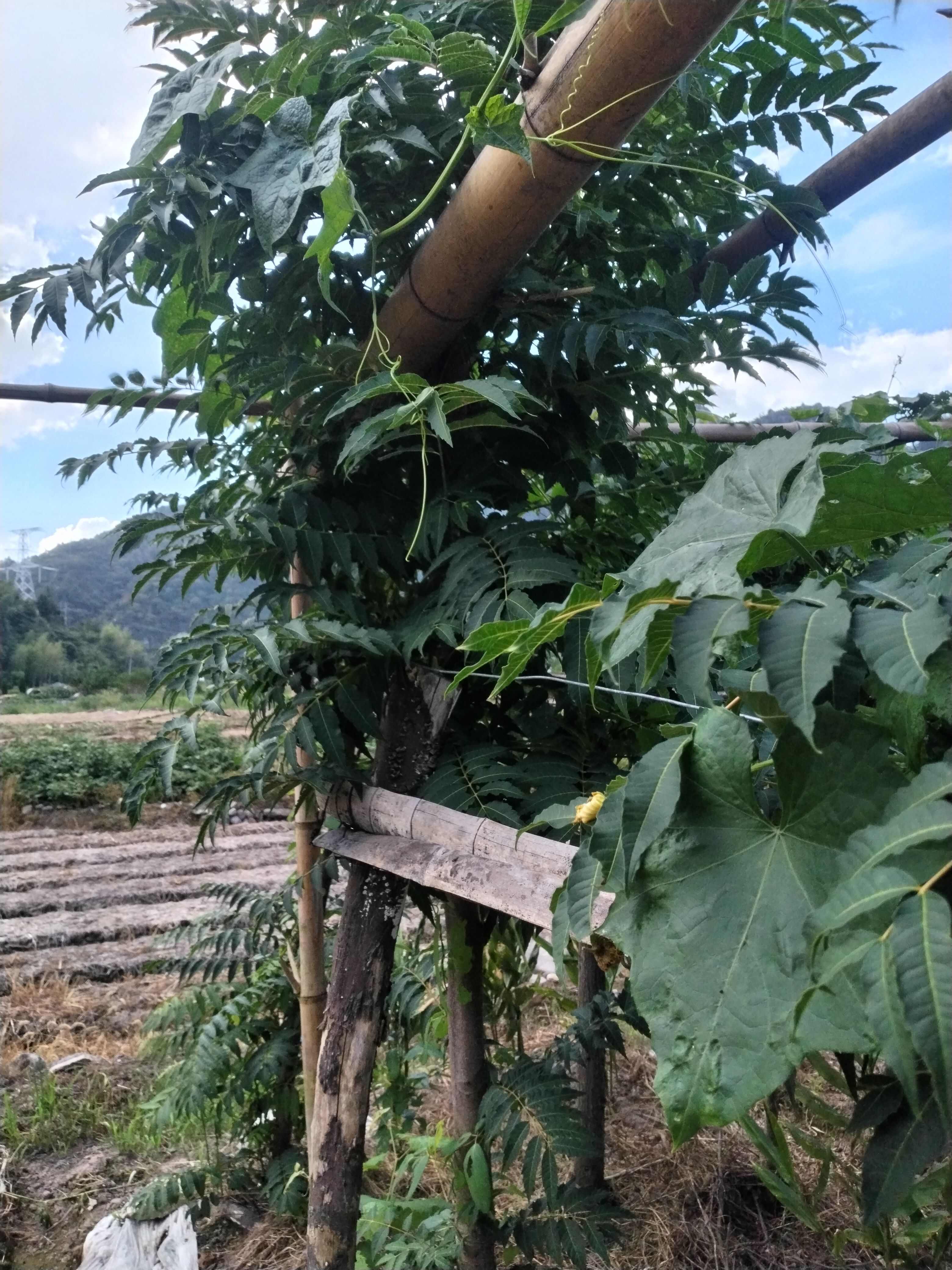 三年大苗，主干直径6至10厘米