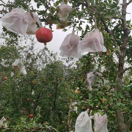 荥阳市突尼斯软籽石榴 荥阳产地直发 新鲜水果