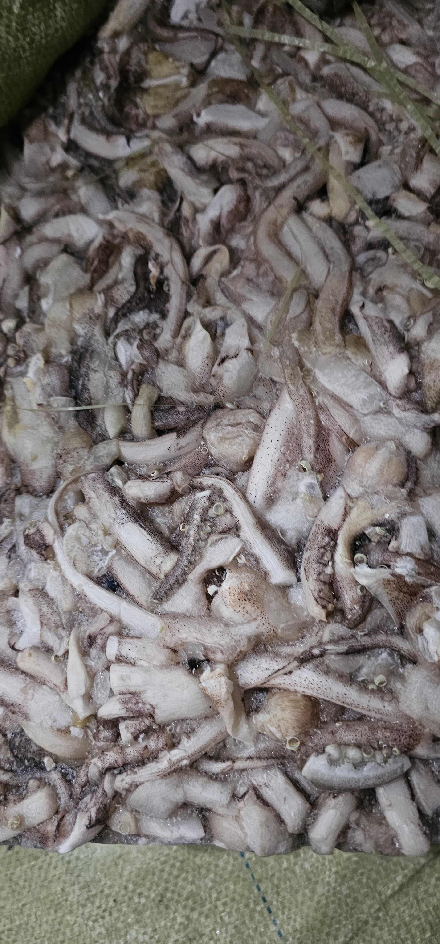 鱿鱼须子