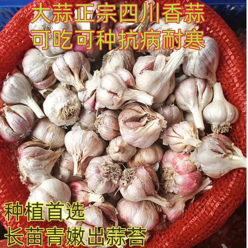 四川蒜种彭州二水早香蒜