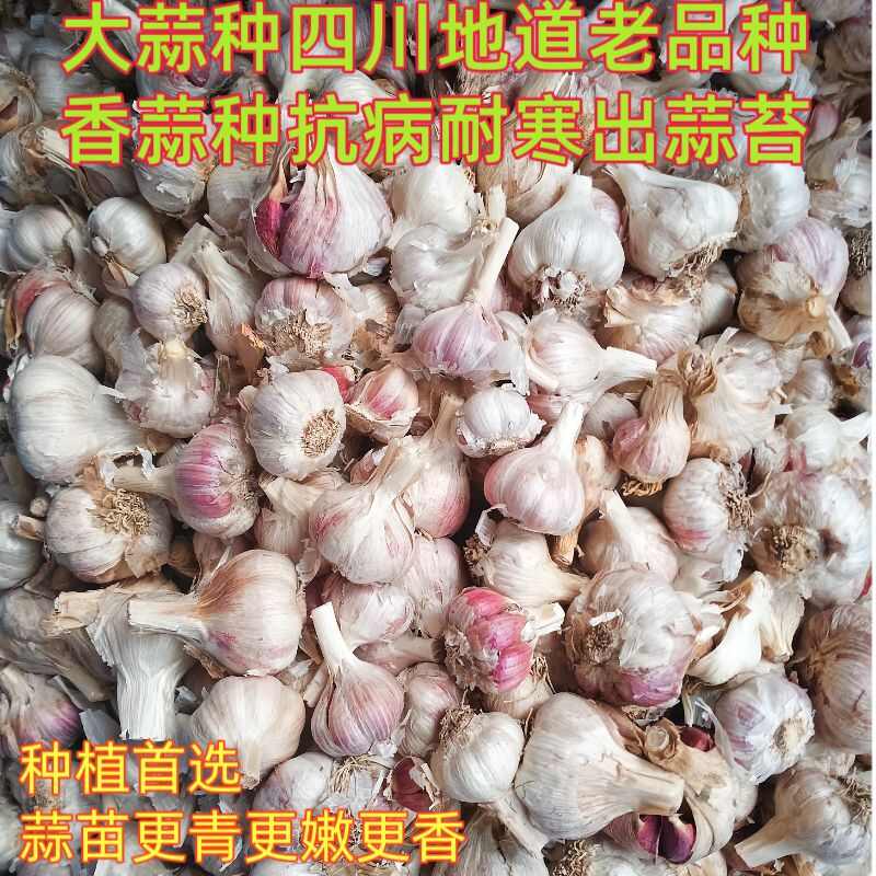 四川蒜种彭州二水早香蒜