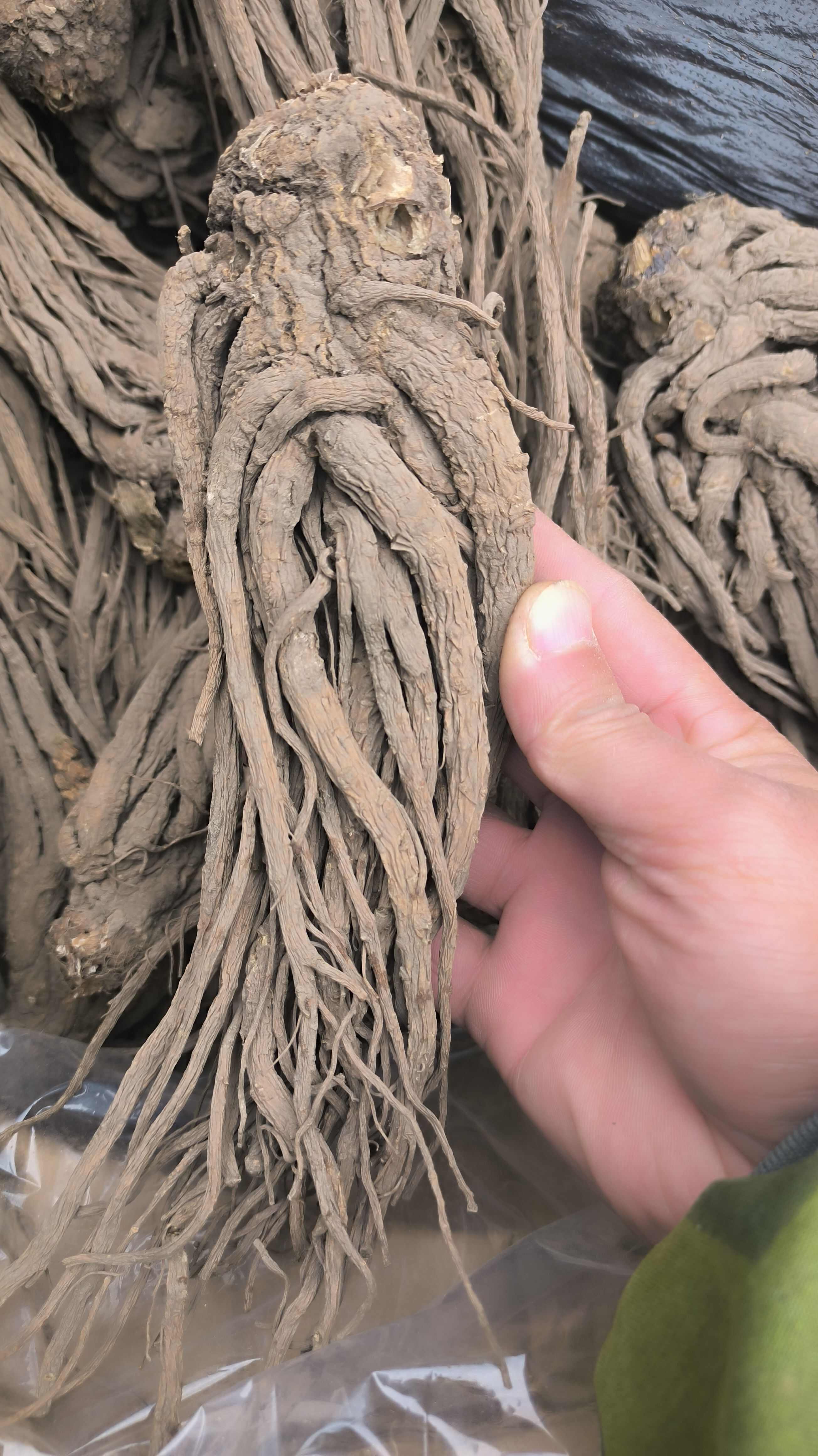 当归 当归个 批发各种规格中药材 质量保证量大从优