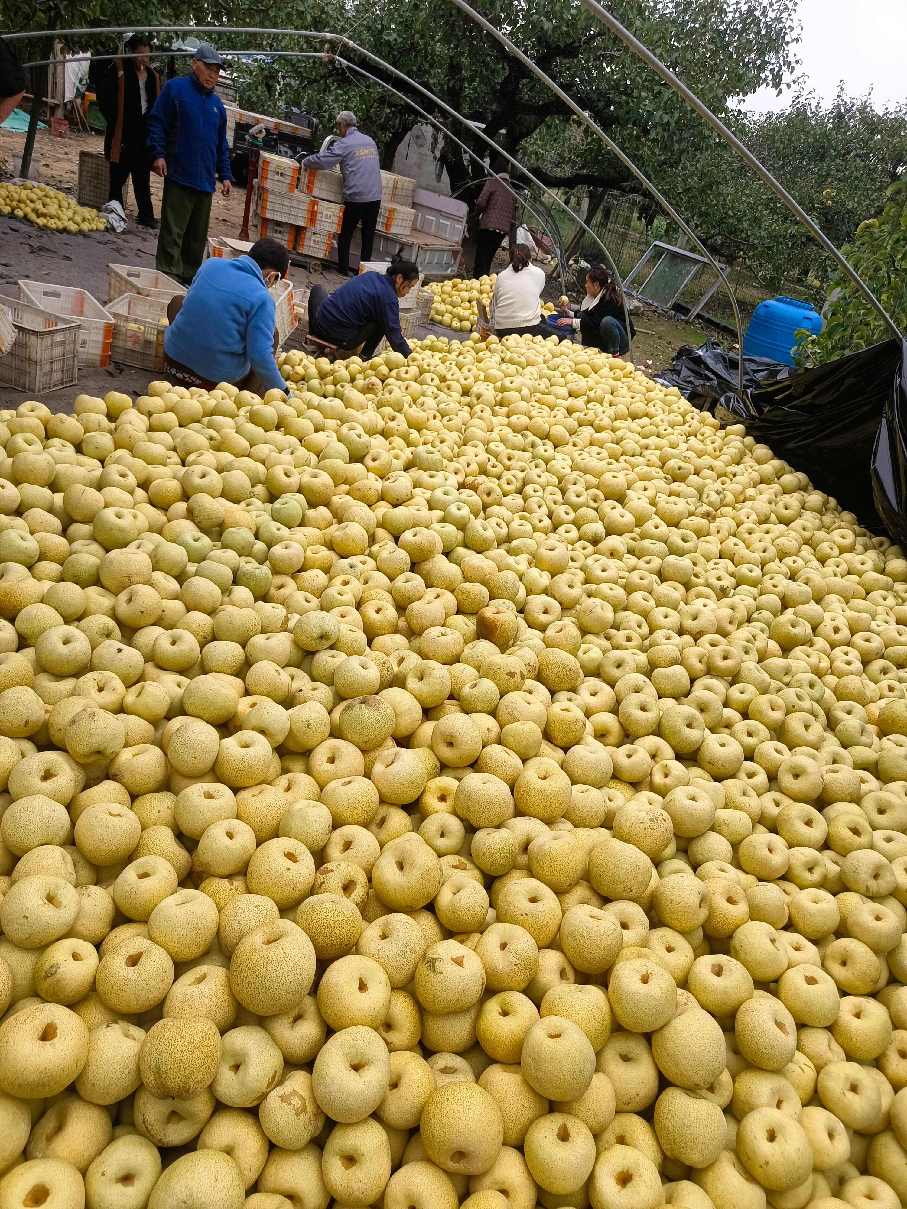 砀山县精品酥梨大量供应，保证质量，代发全国，要的老板联系