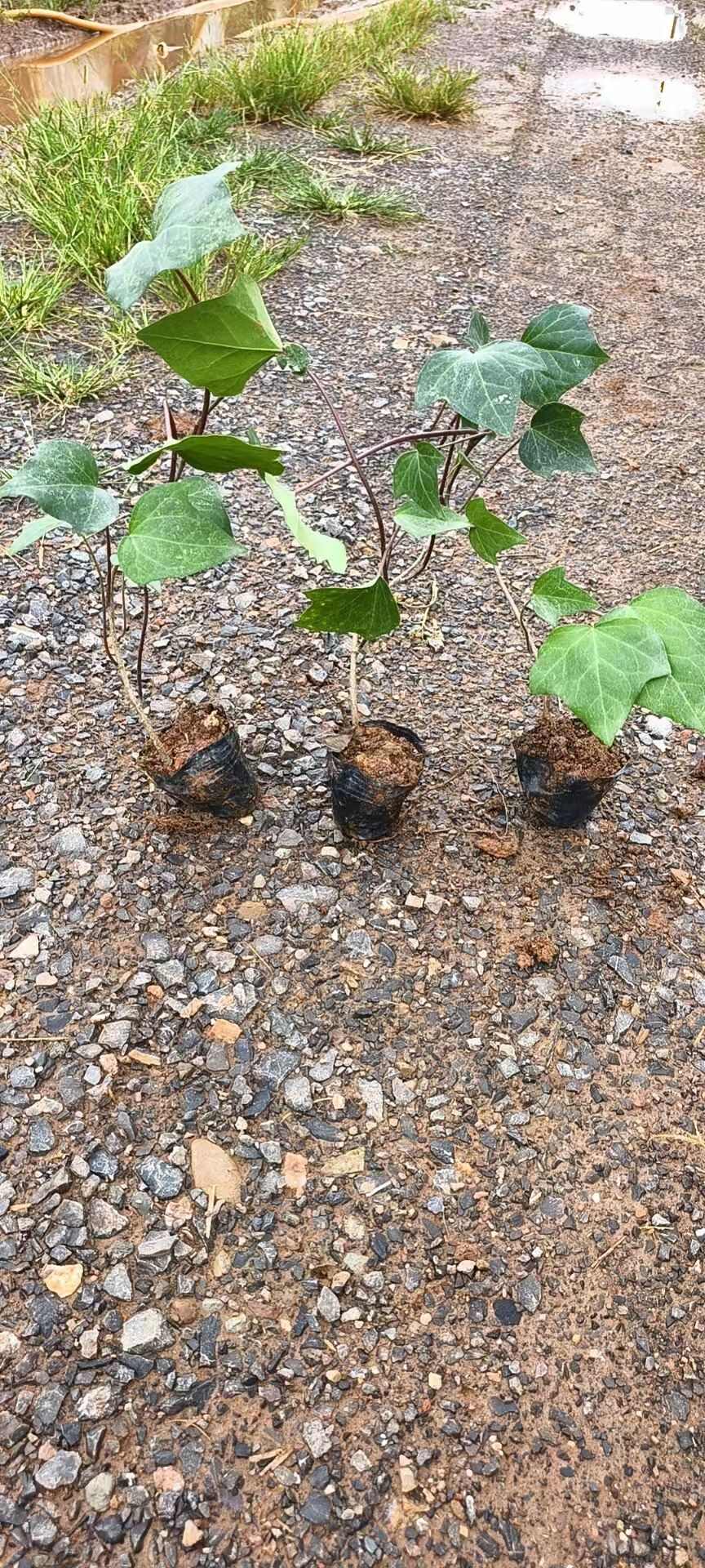 常青藤  常春藤种植销售
