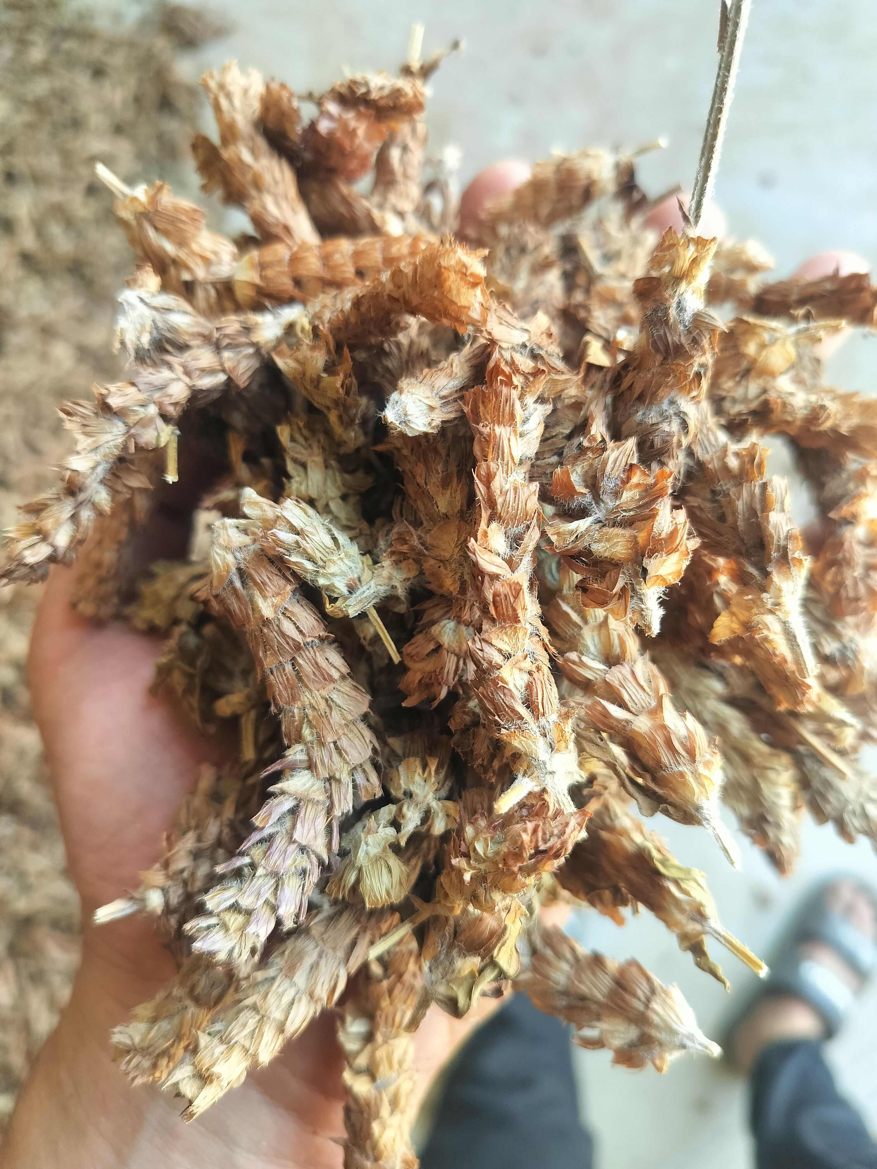 河南产地夏枯球