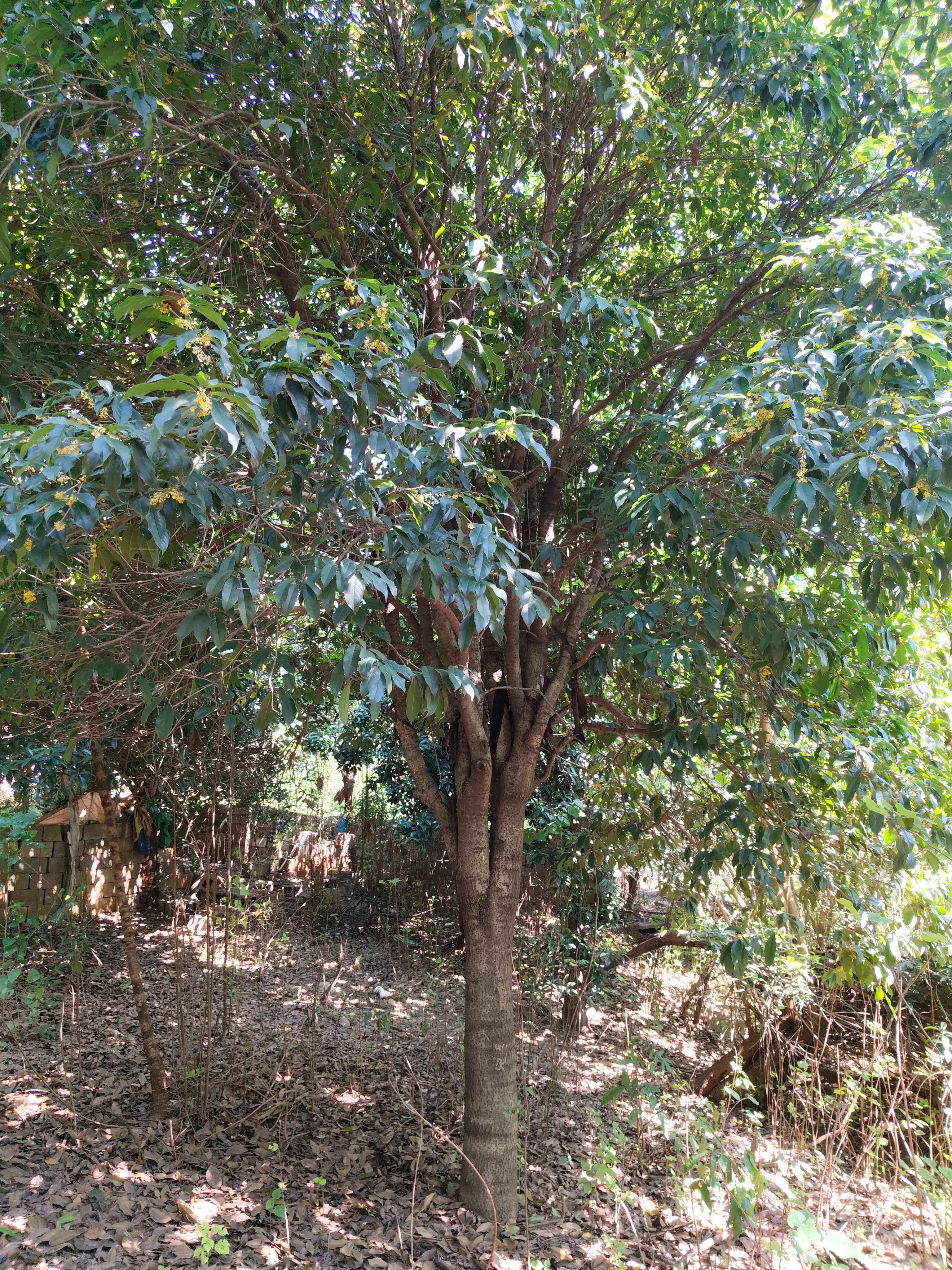 好看的桂花树