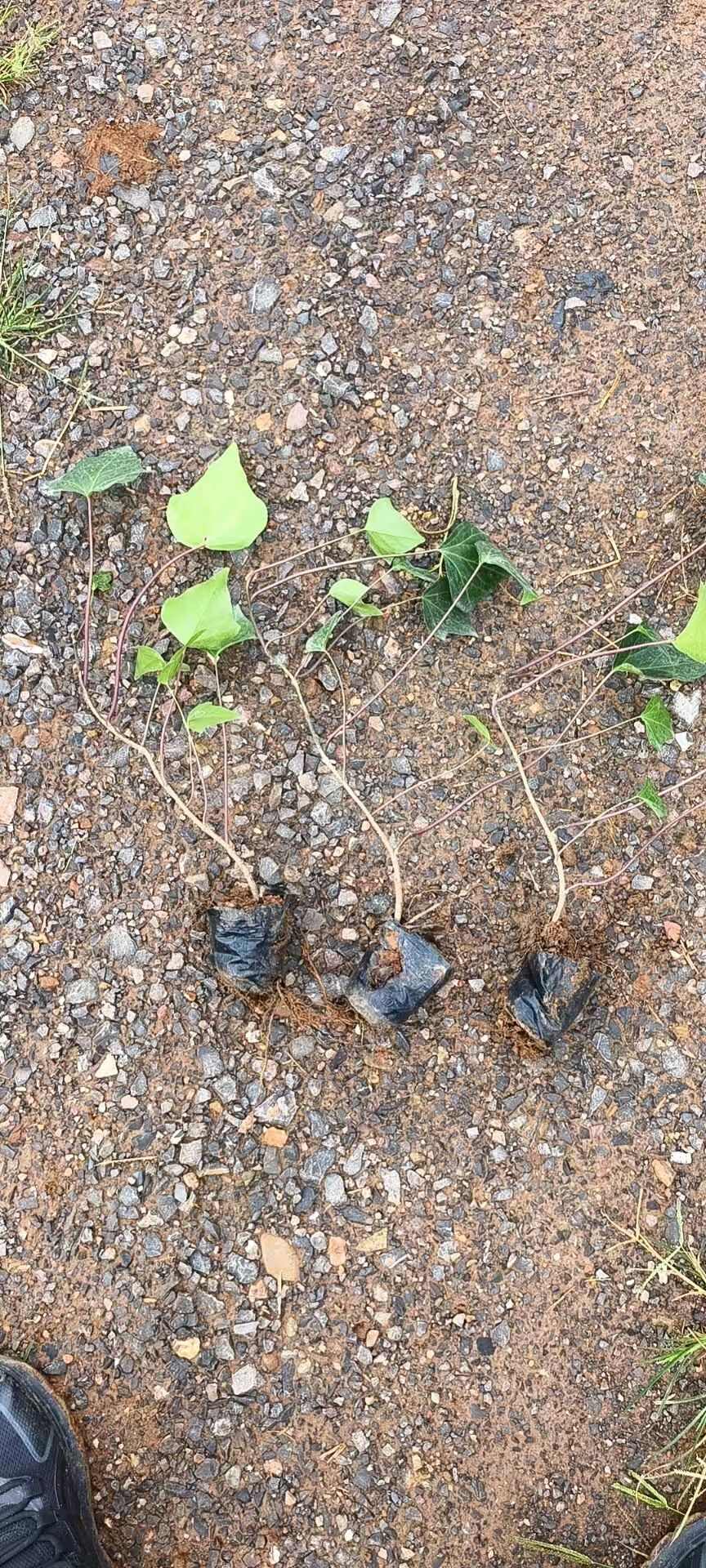常青藤  常春藤种植销售
