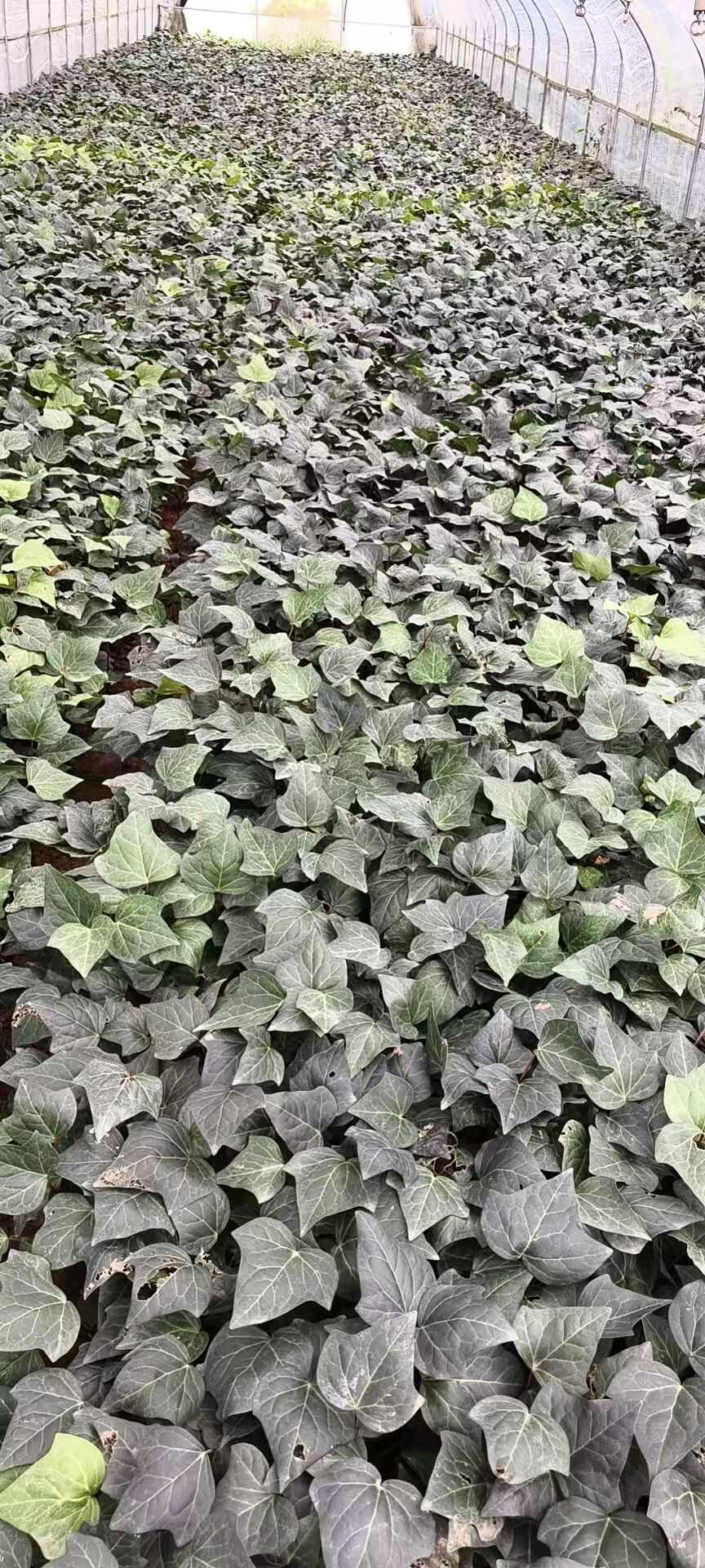 常青藤  常春藤种植销售