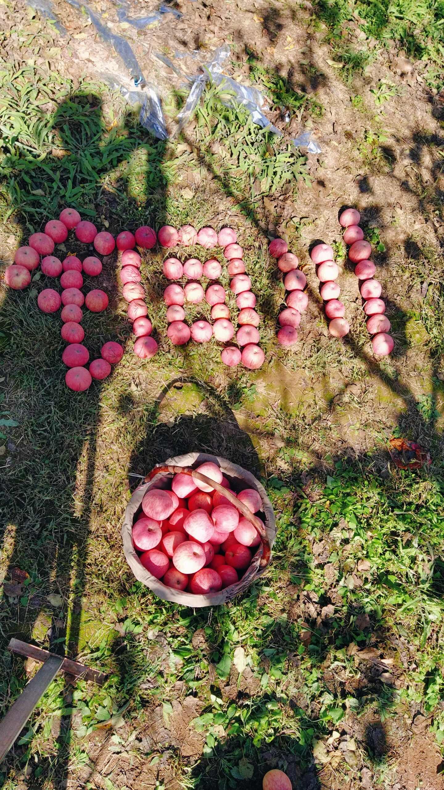 陕西铜川亮哥果园红富士苹果
