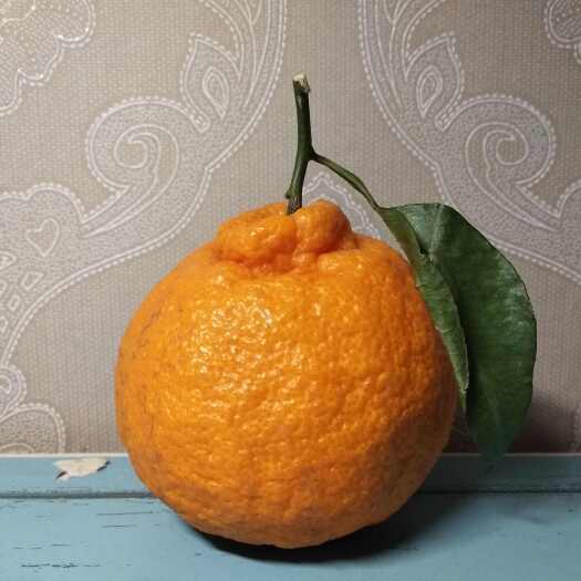 《丑橘》耙耙柑纯甜无酸,可接商超供货市场档口电商平台出口贸易