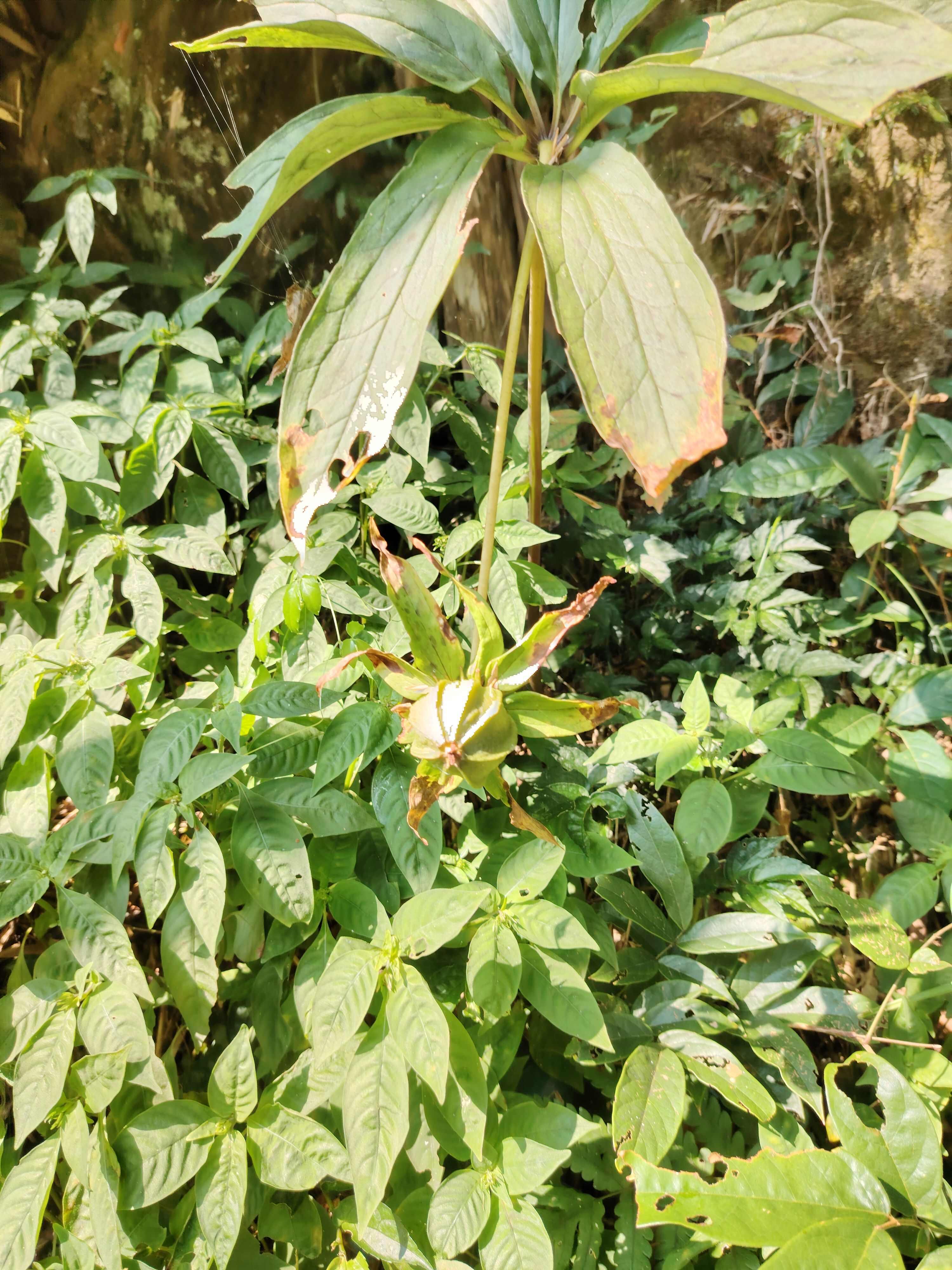 七叶一枝花