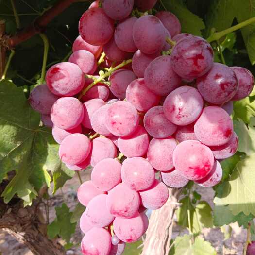 蒲城县红提葡萄