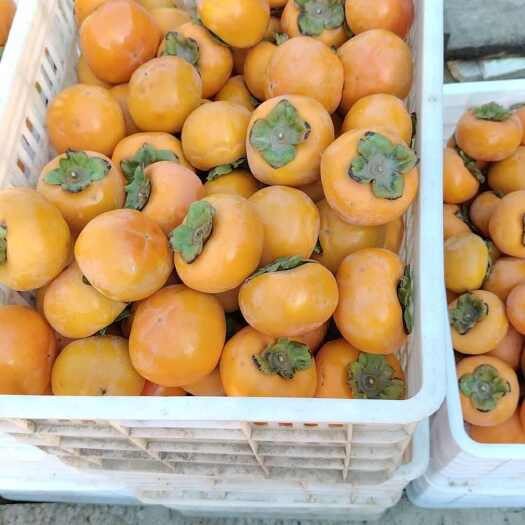 大荔县甜心柿