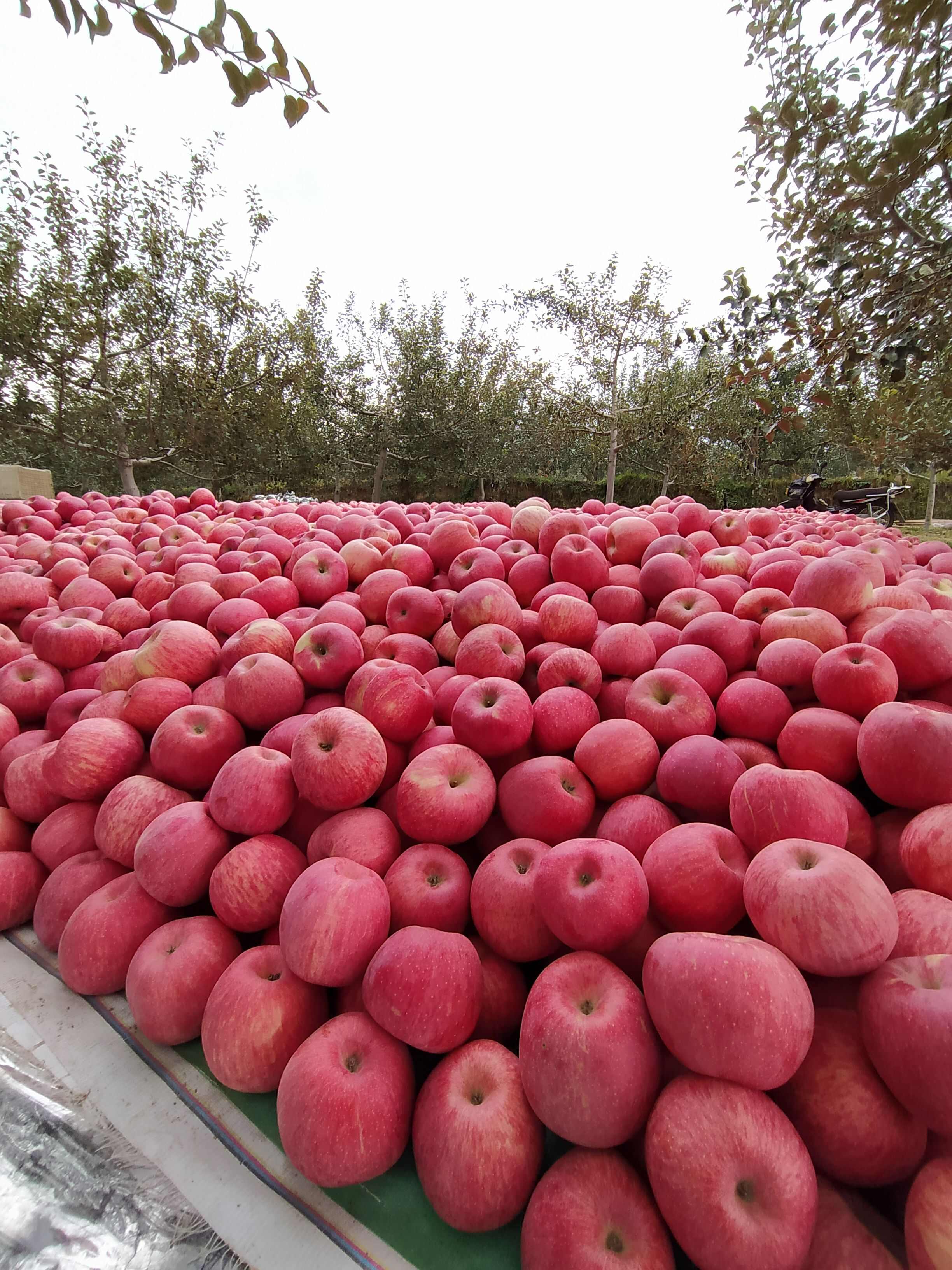 陕西铜川亮哥果园红富士苹果