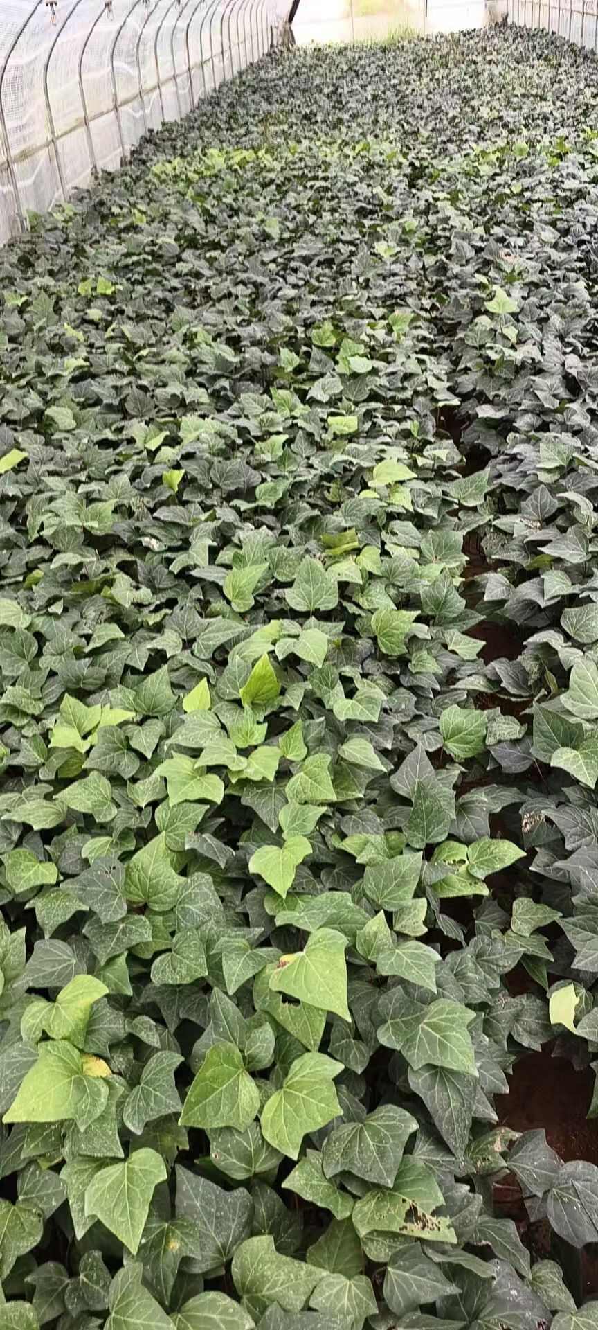 常青藤  常春藤种植销售