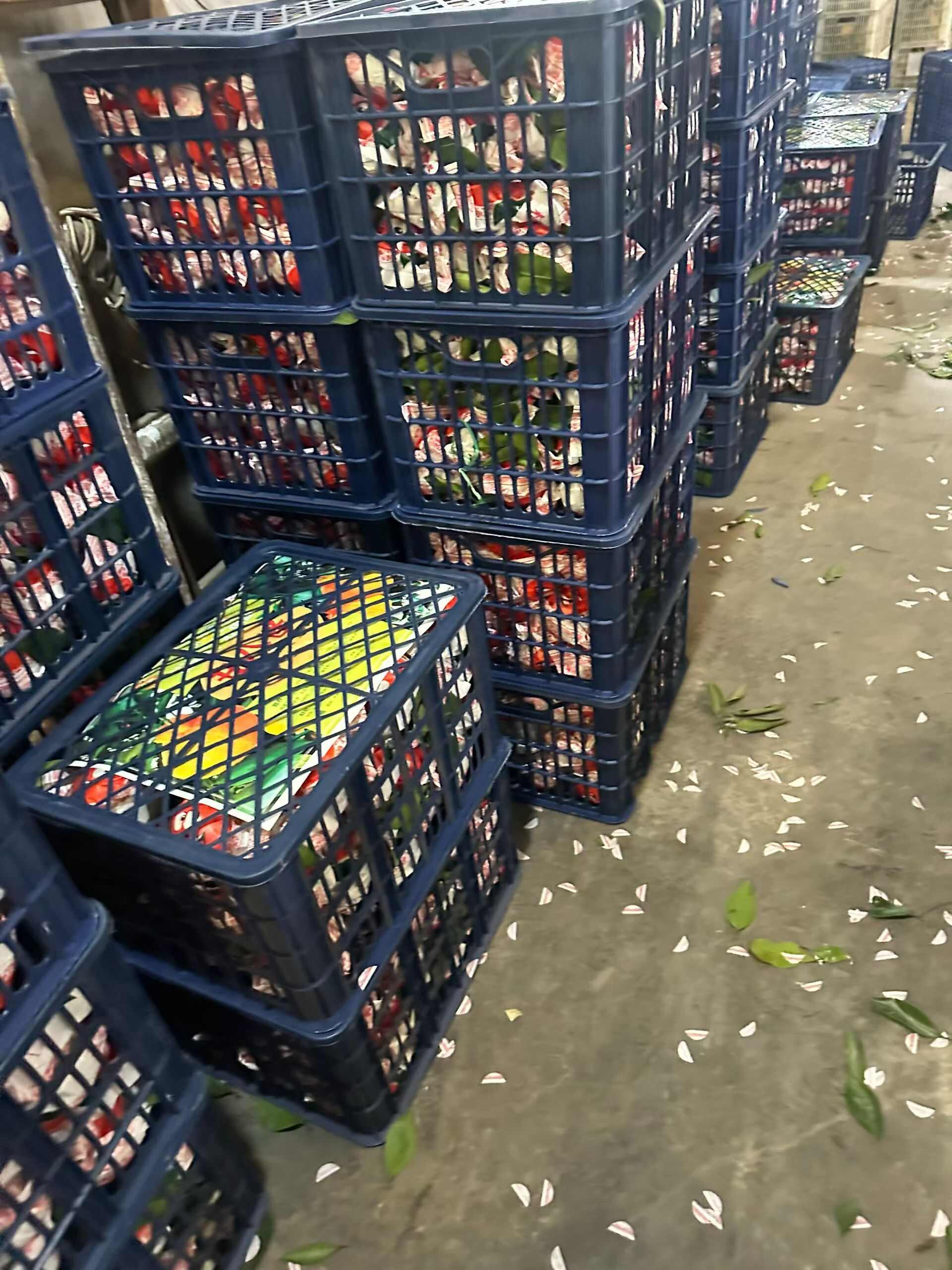 《丑橘》耙耙柑纯甜无酸，可接商超供货市场档口电商平台出口贸易
