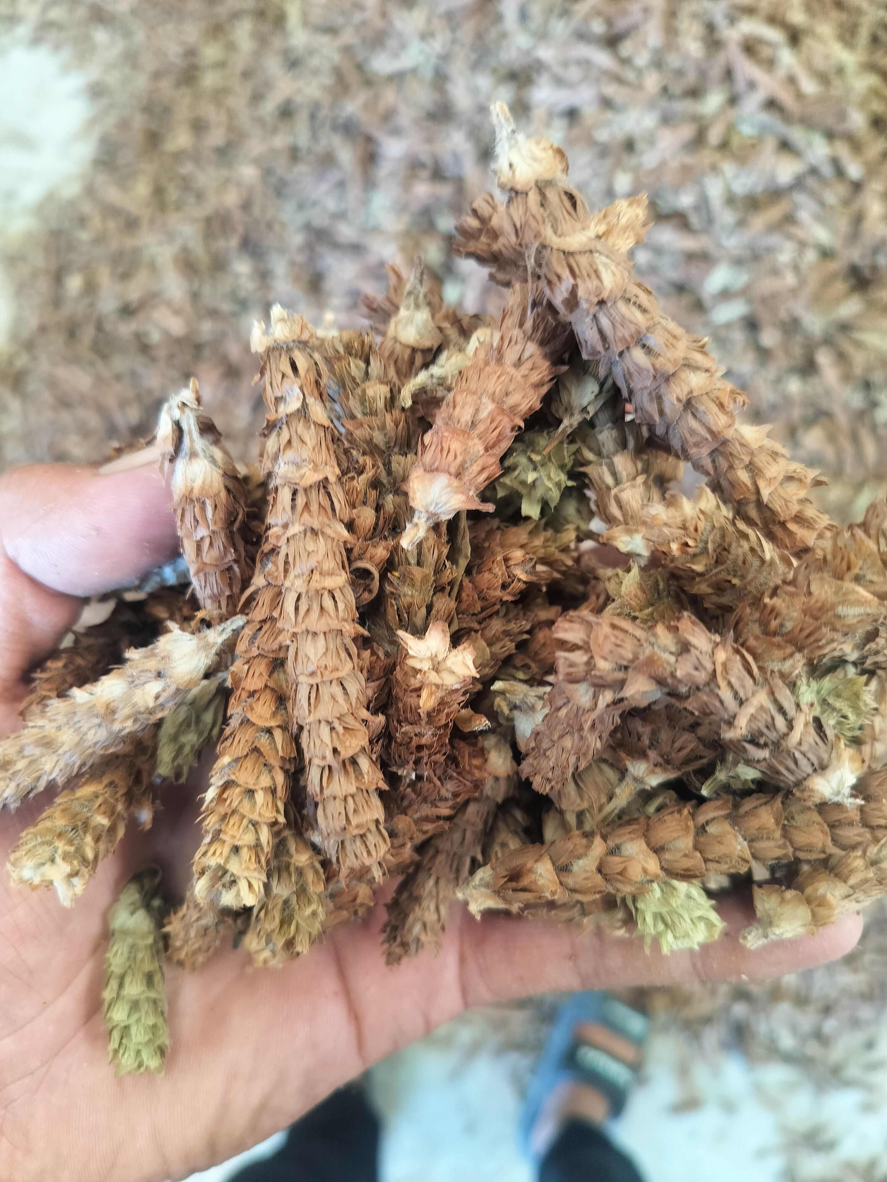 河南产地夏枯球
