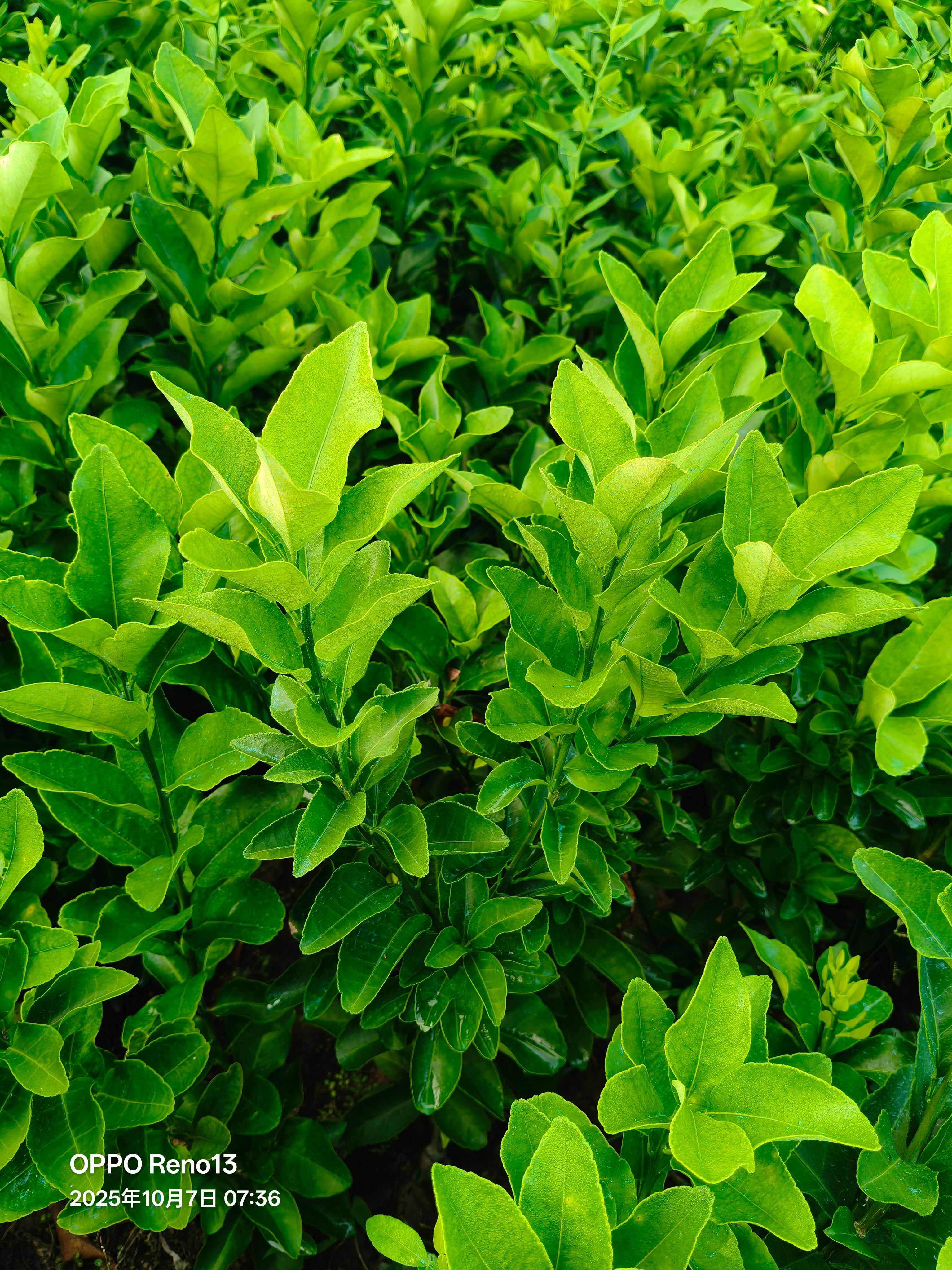 沙糖桔苗，柑桔苗，保湿发货，基地直发