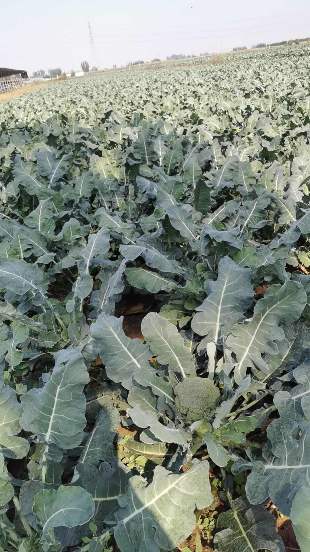 精品西兰花，大量上市