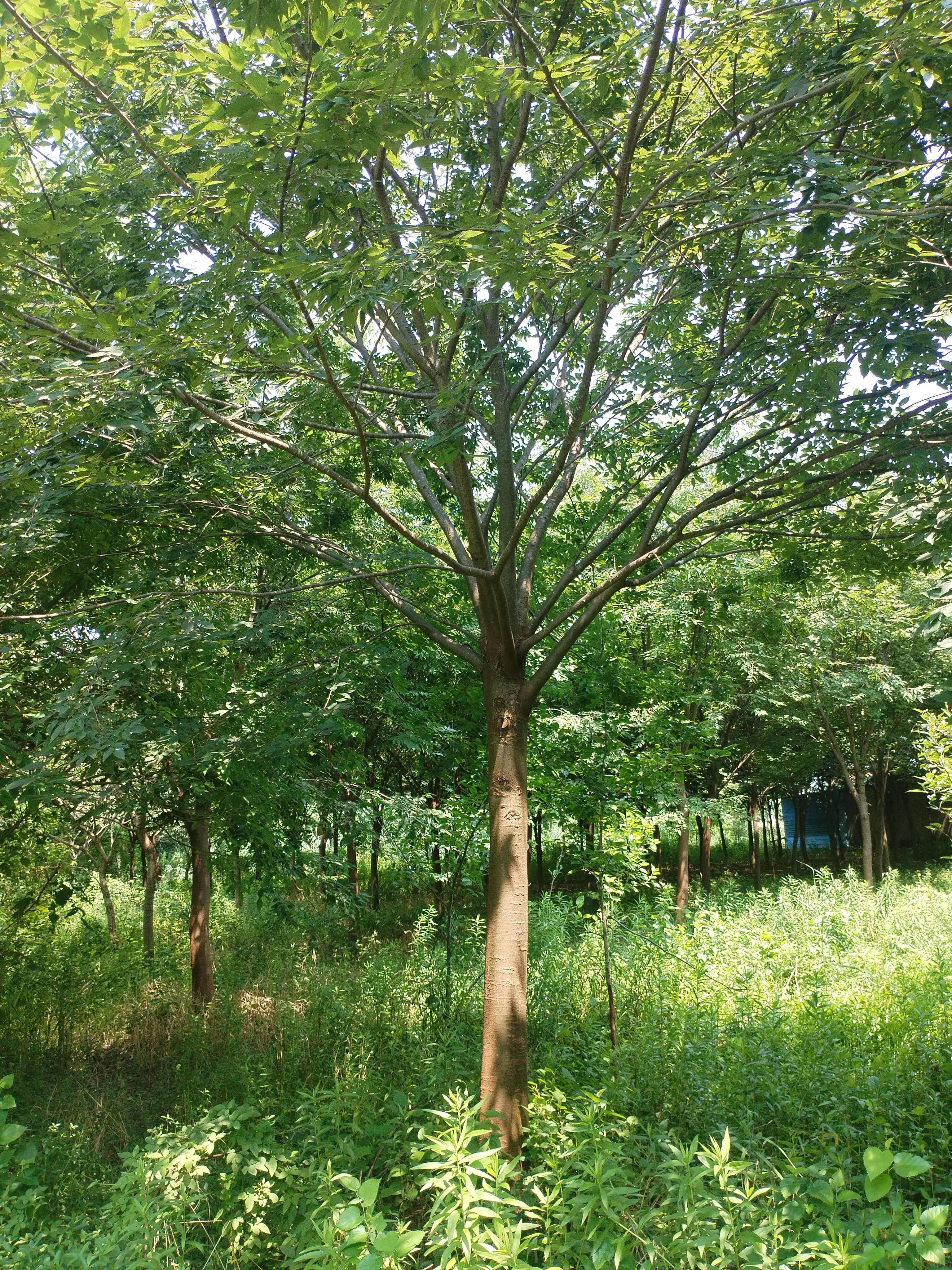 榉树，红榉树