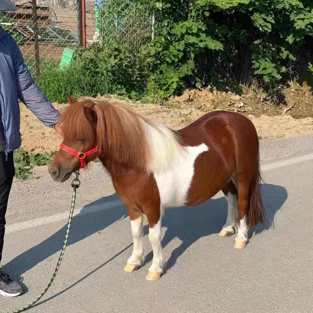 乘骑矮马 宠物马 国产矮马 矮马 观赏马