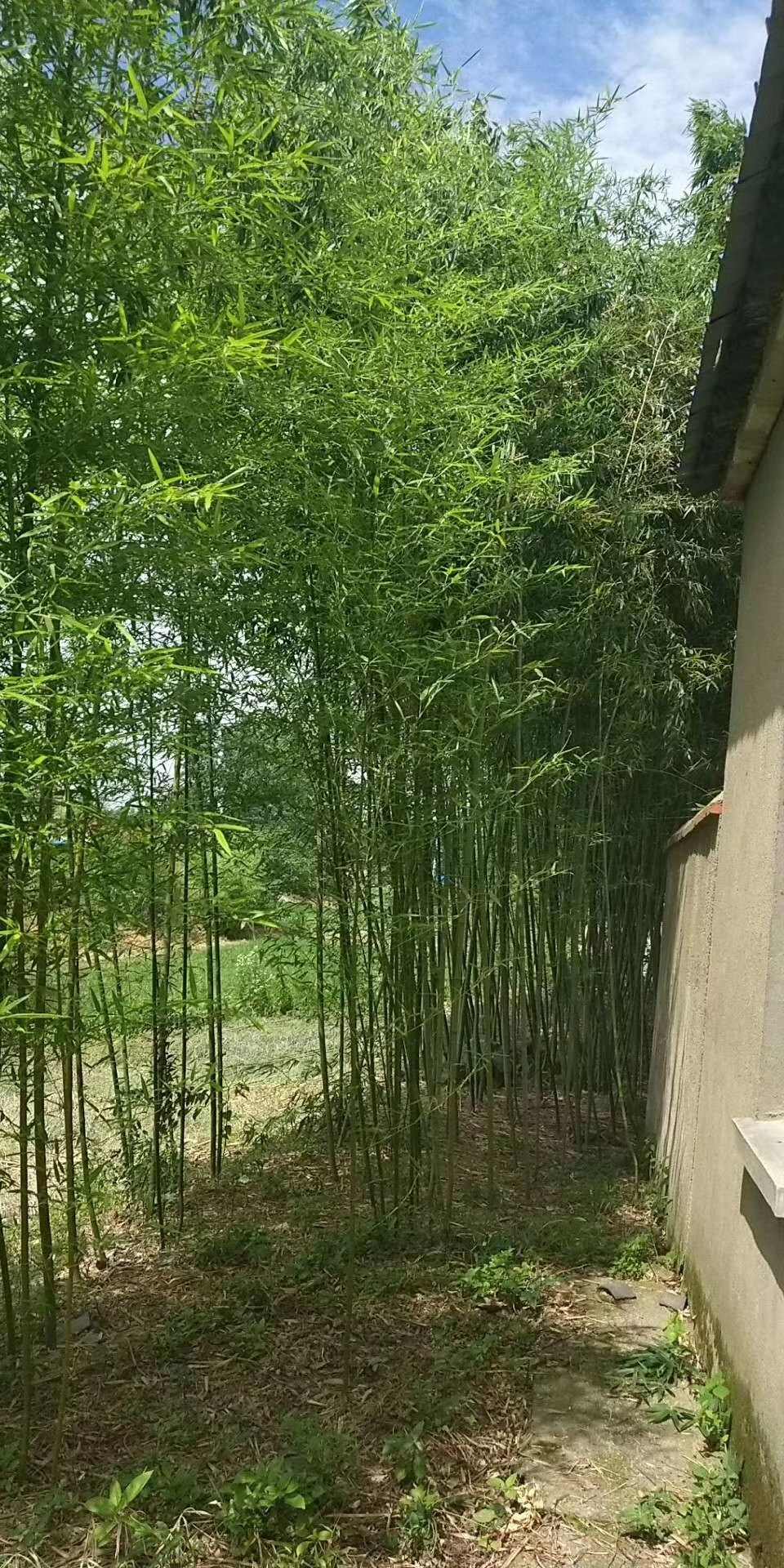 钢竹早园竹淡竹金镶玉紫竹水竹罗汉竹