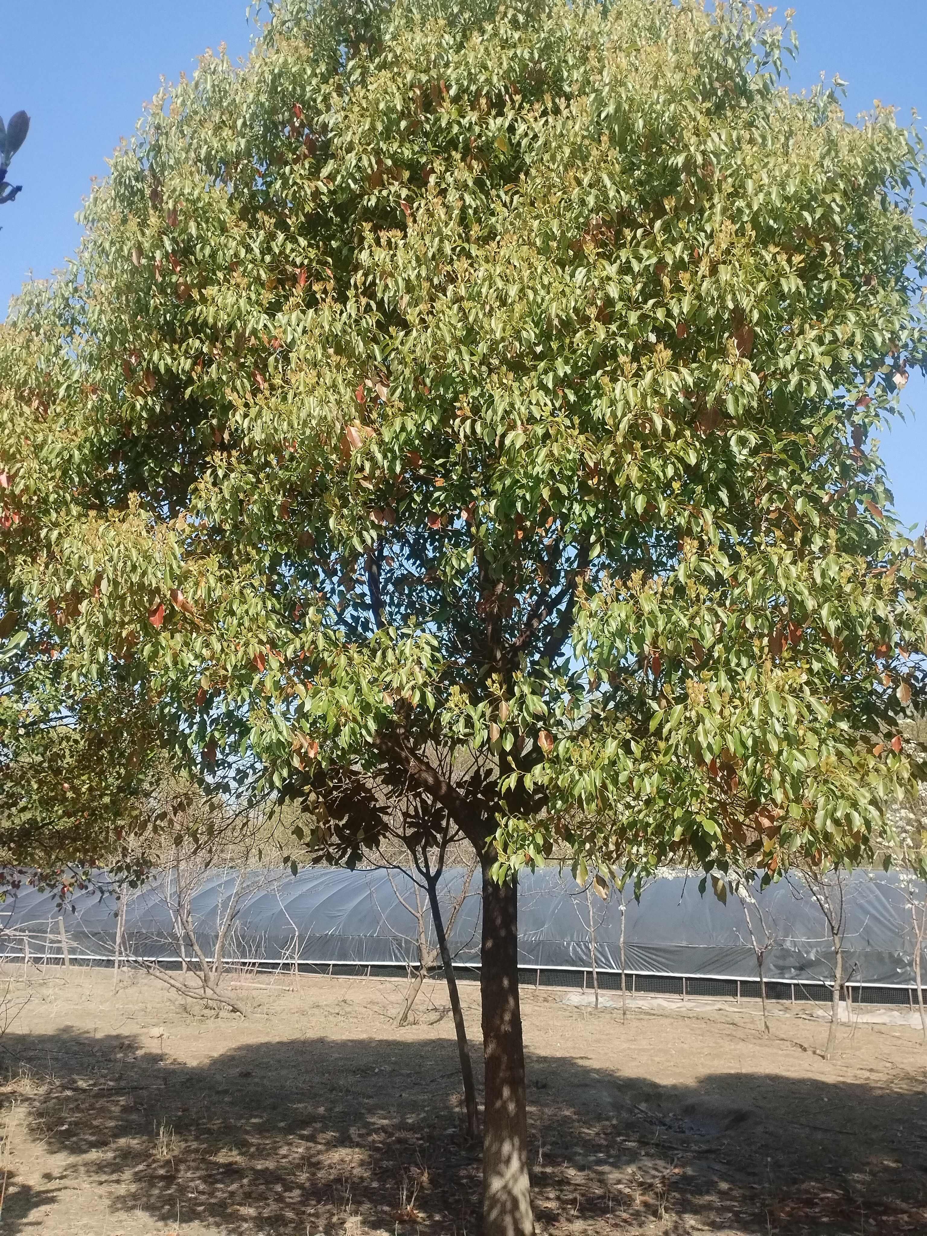 香樟树