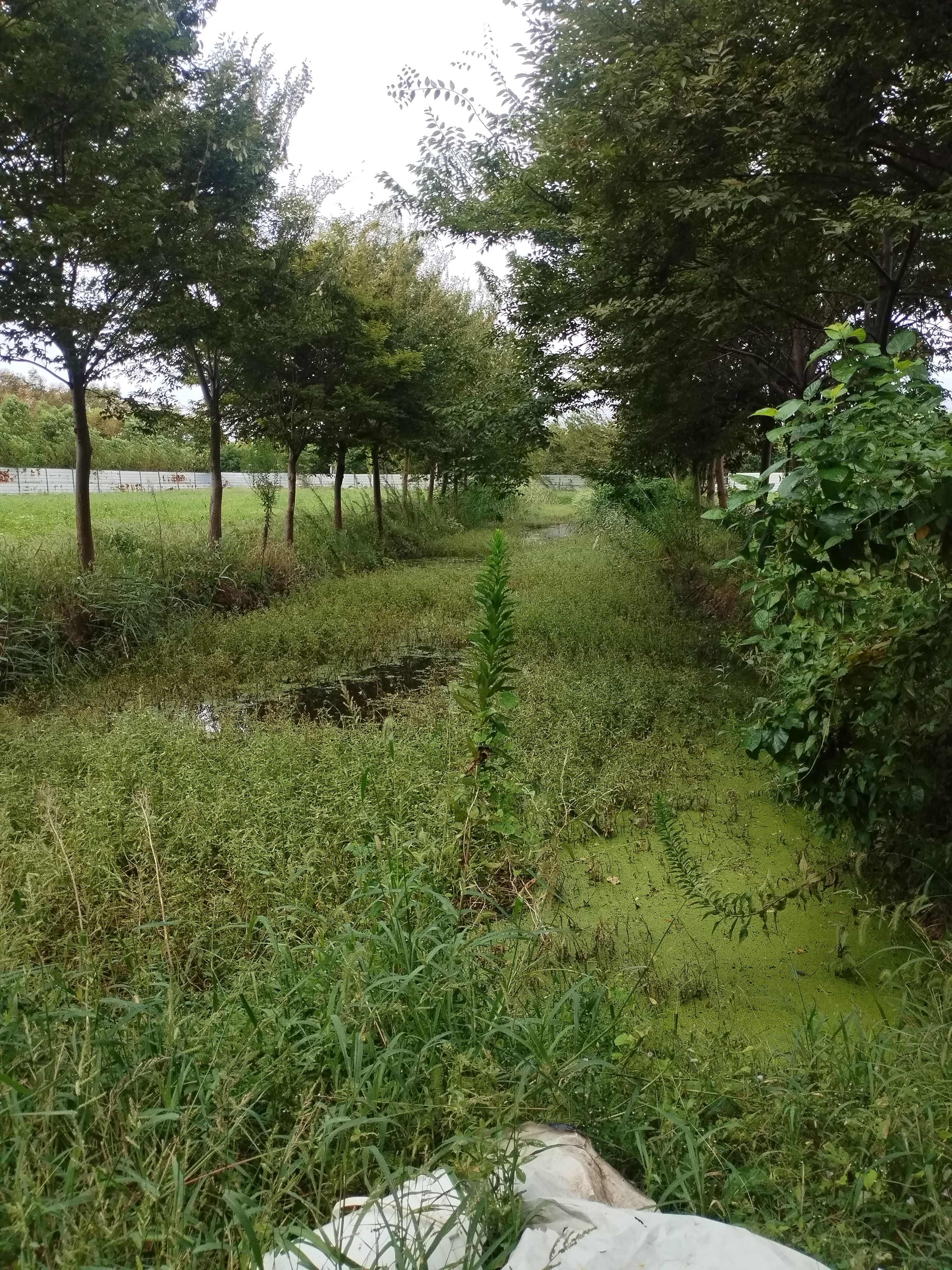 榉树，红榉树